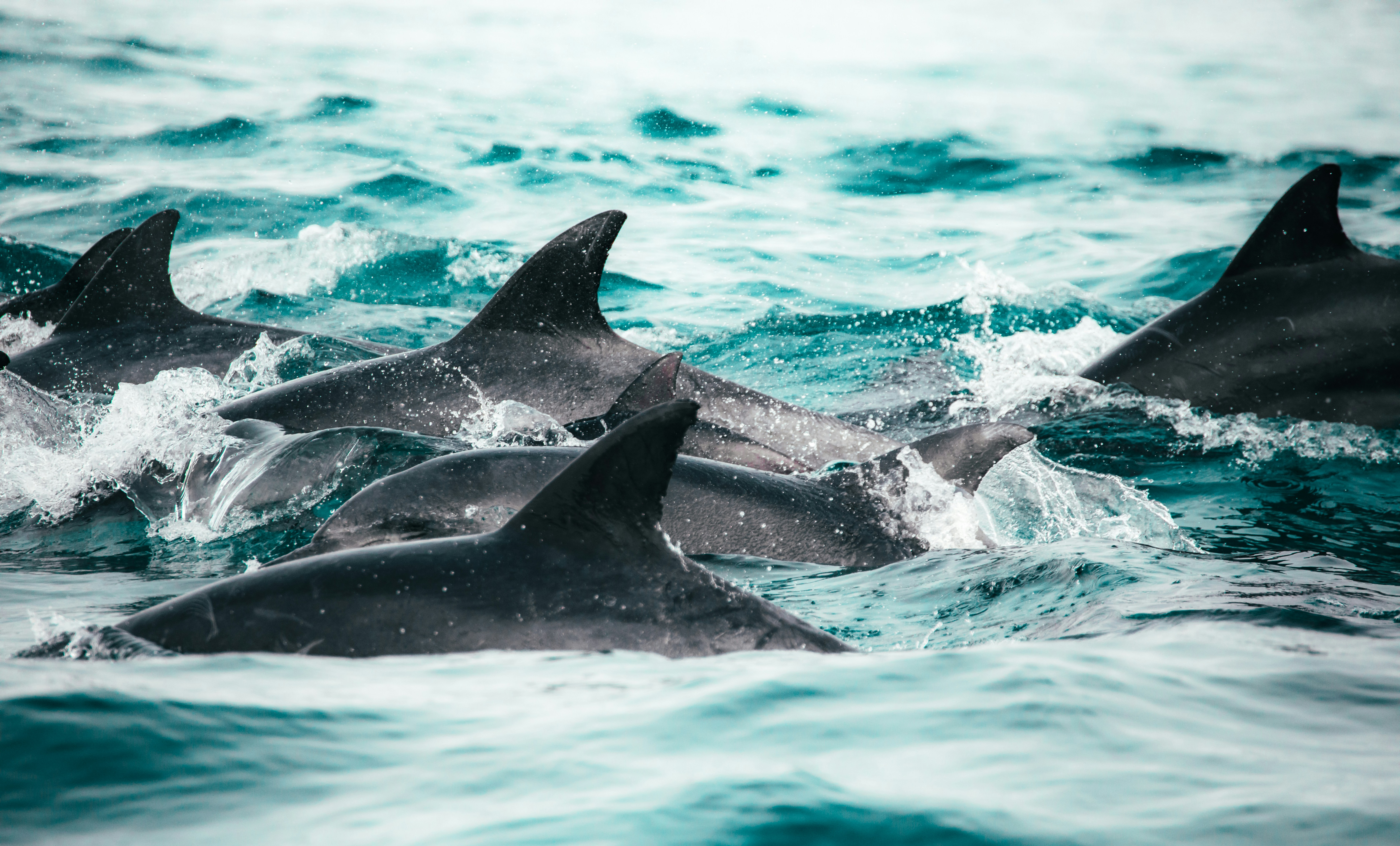 Pod of Dolphins Swimming in Ocean