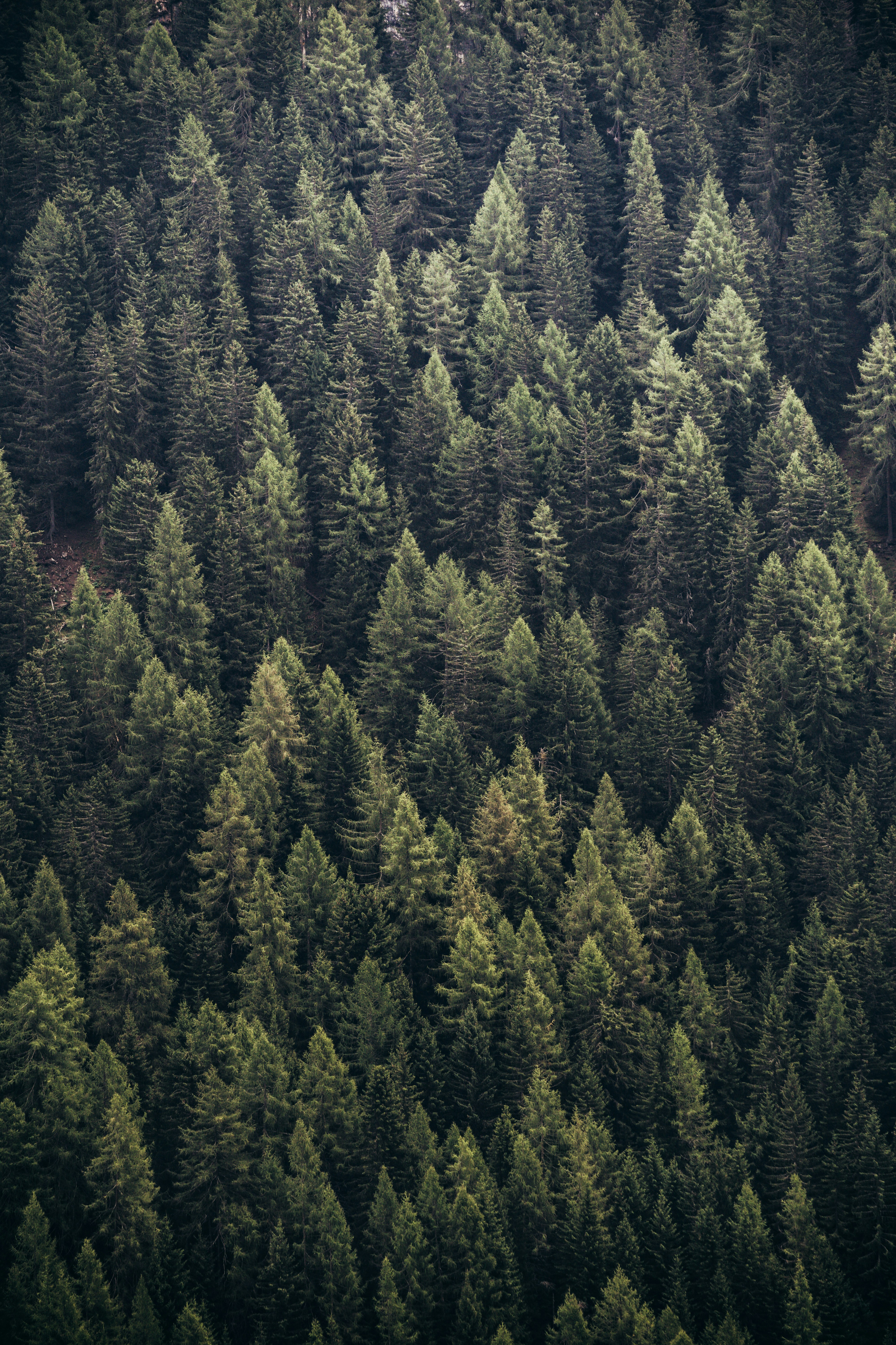 Dense Mountain Coniferous Forest