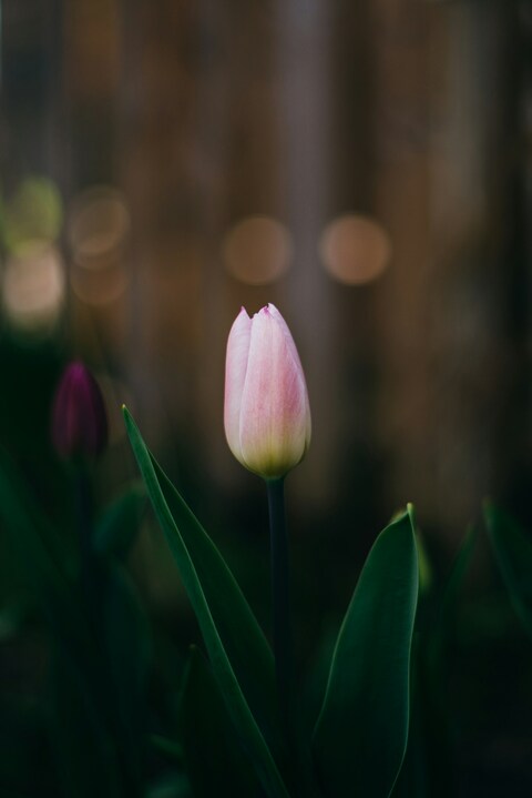 Single Pink Tulip Bud