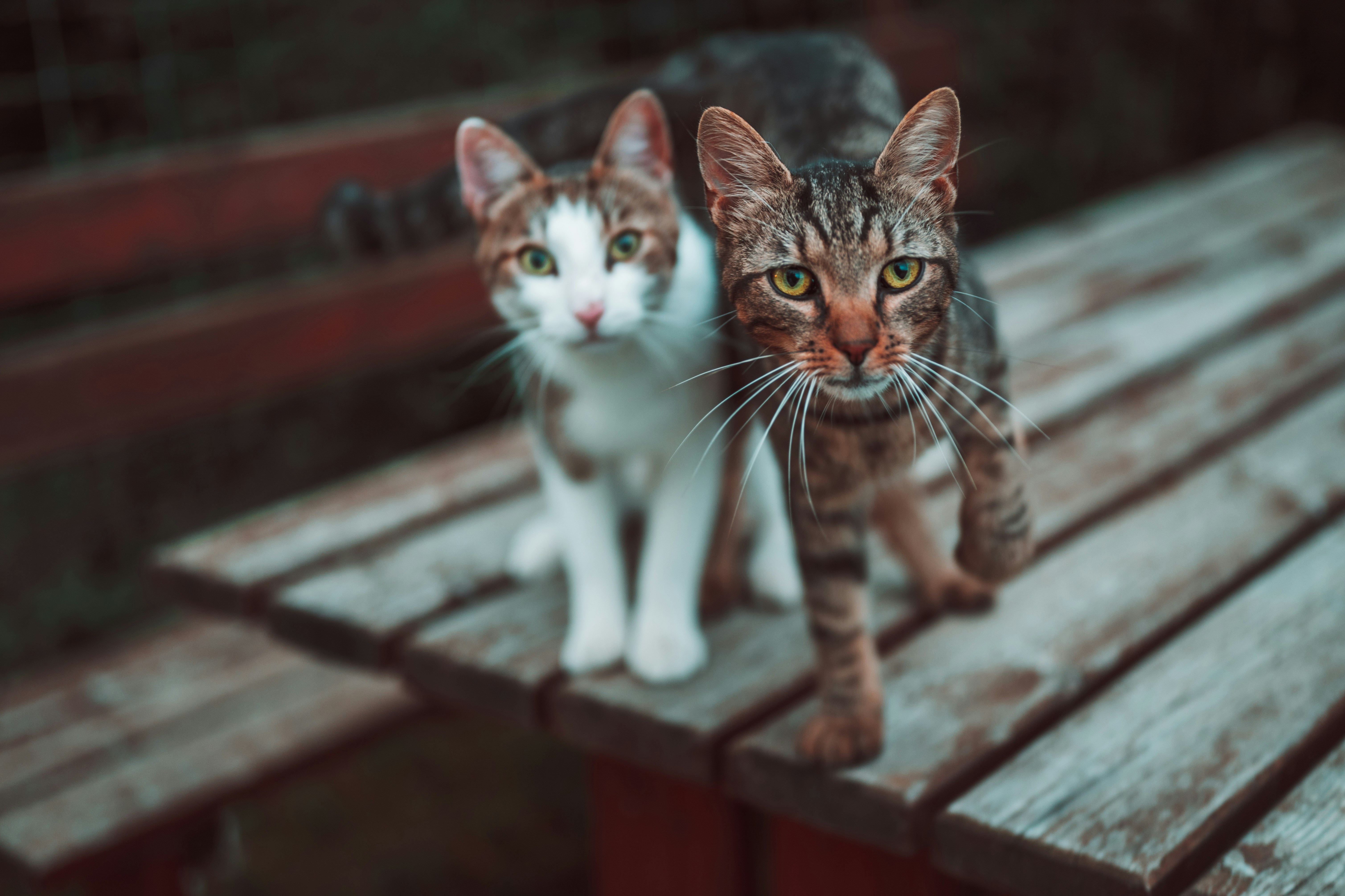 Two Cats on Wooden Bench — Animal Encyclopedia