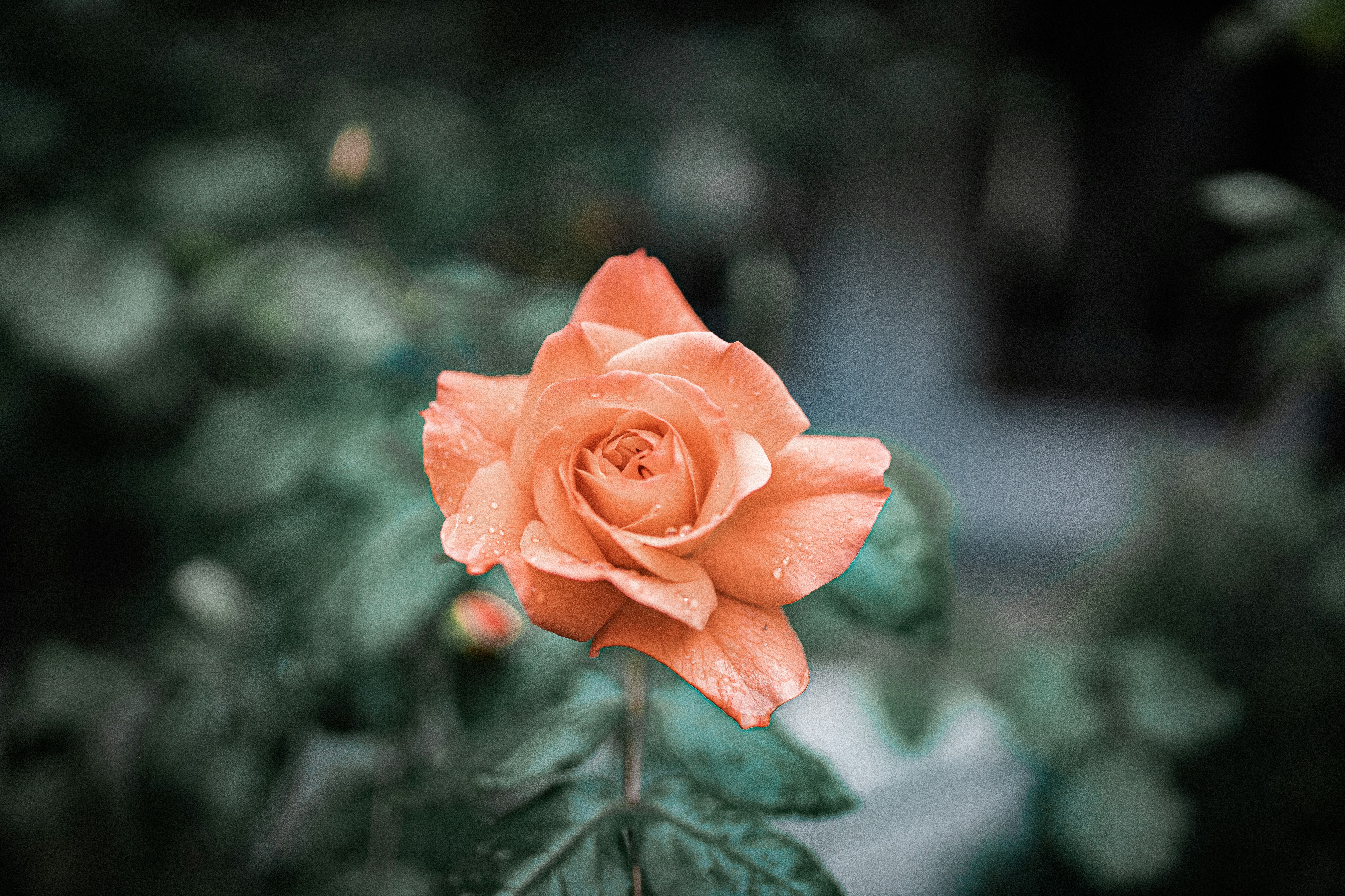 Orange Rose with Dewdrops