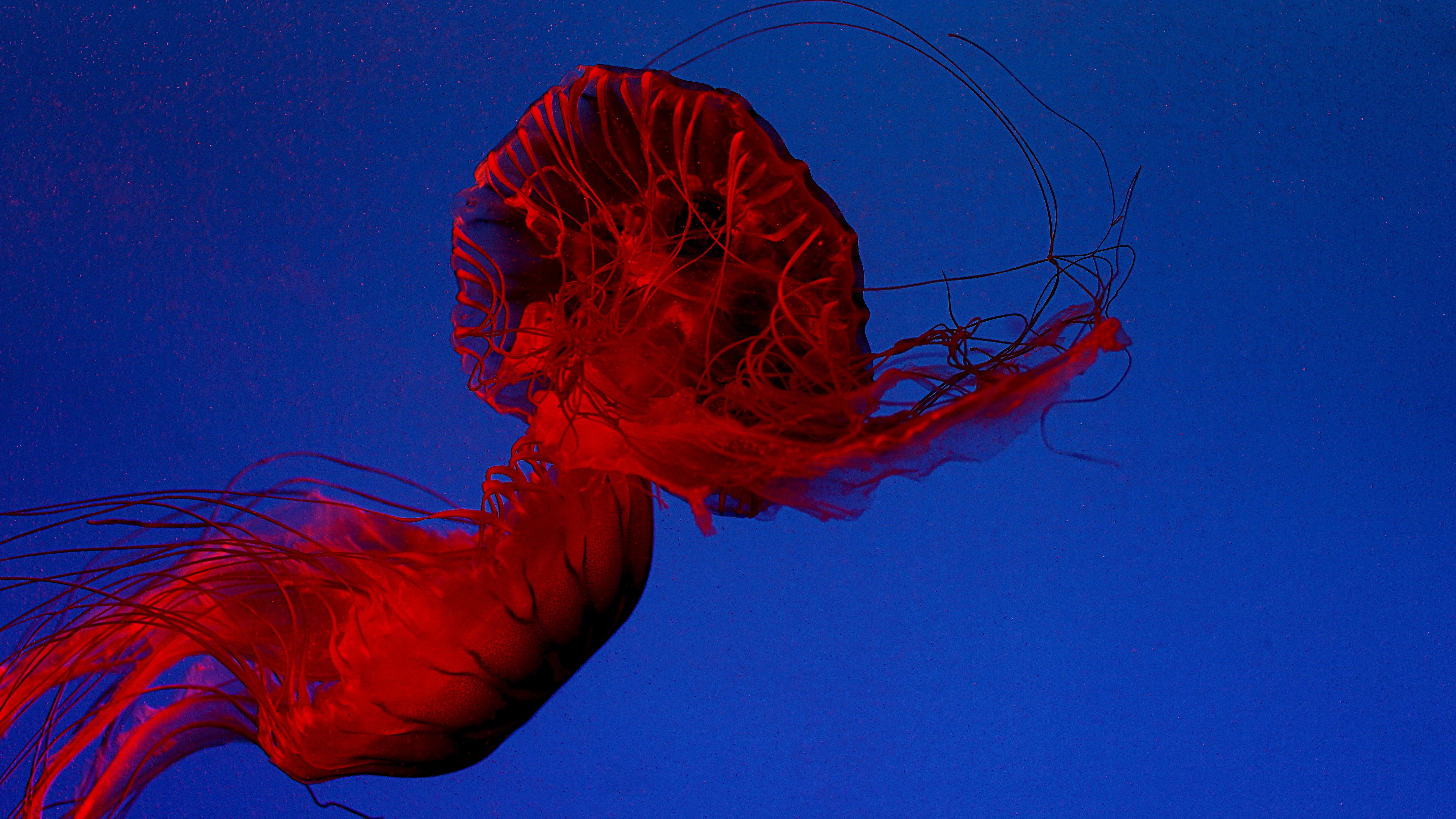 Red Jellyfish in Deep Blue Water
