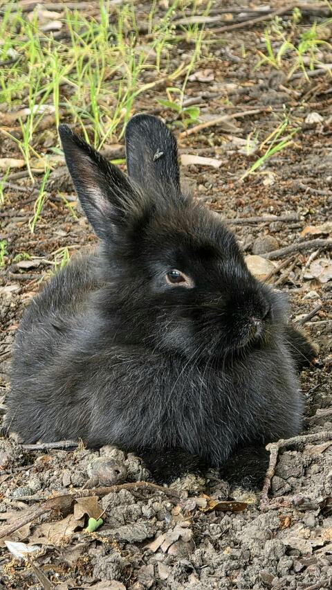 Fluffy Black Rabbit Resting Outdoors