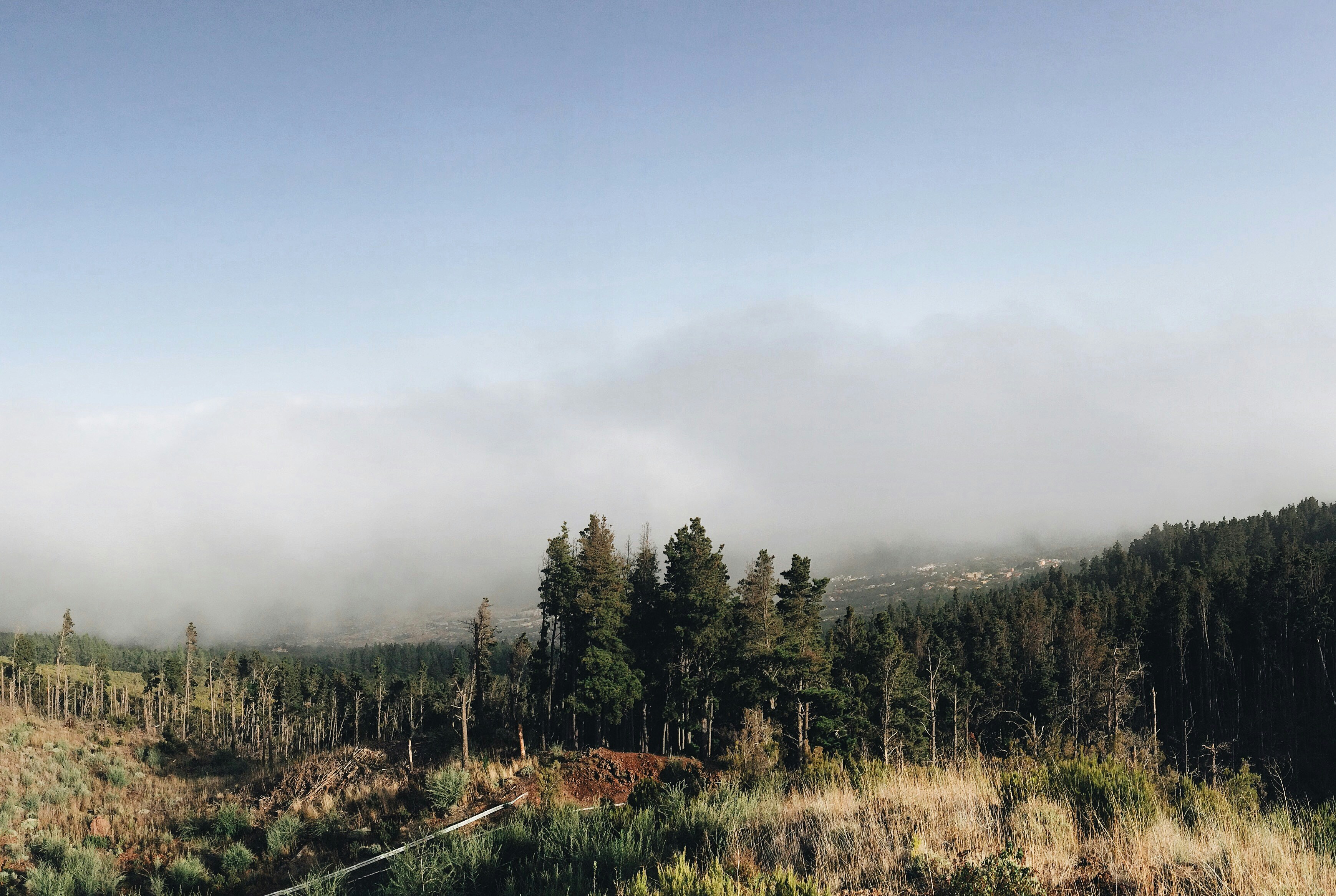 Misty Forest Hillside Landscape