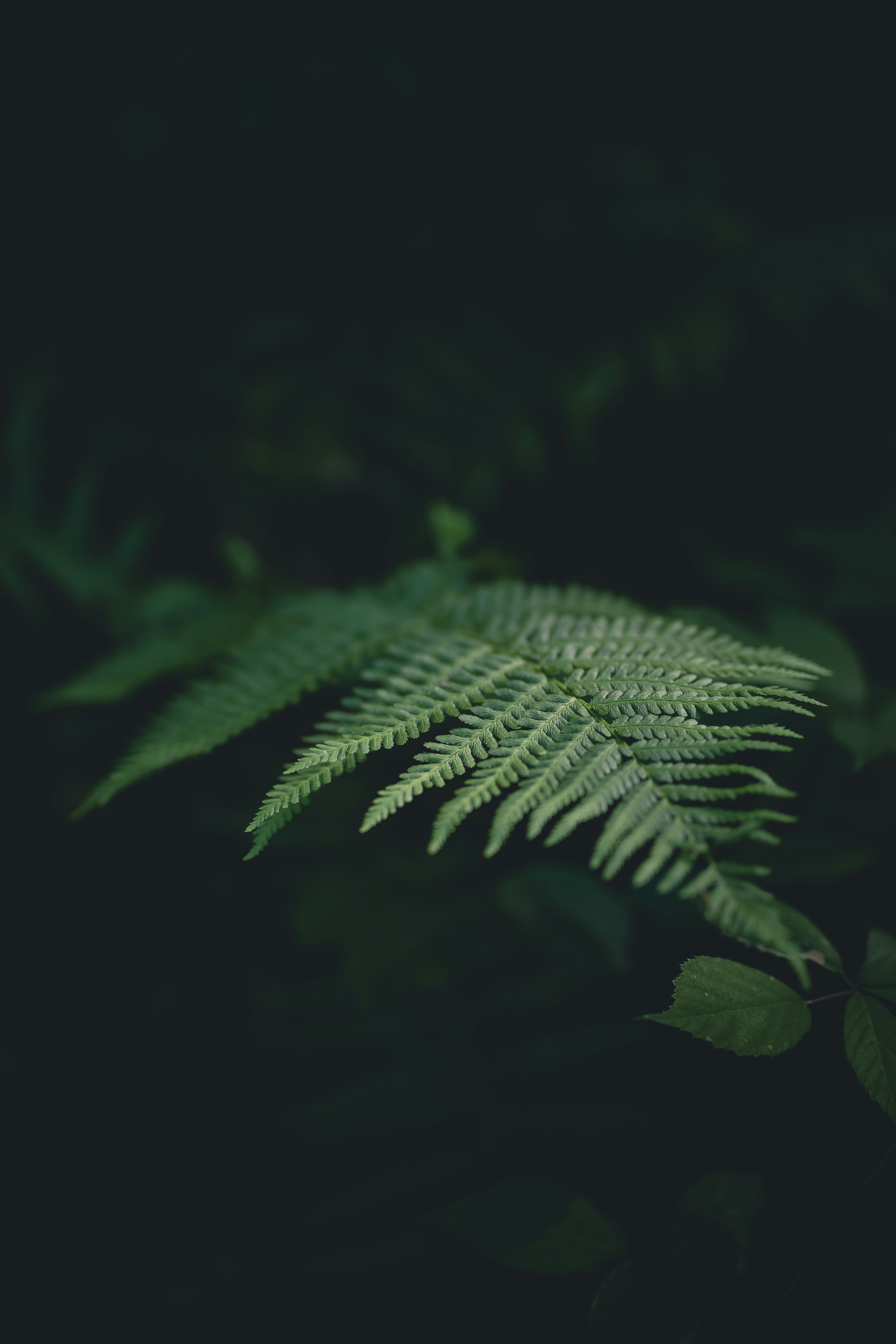 Sunlit Fern Frond in Dark Foliage