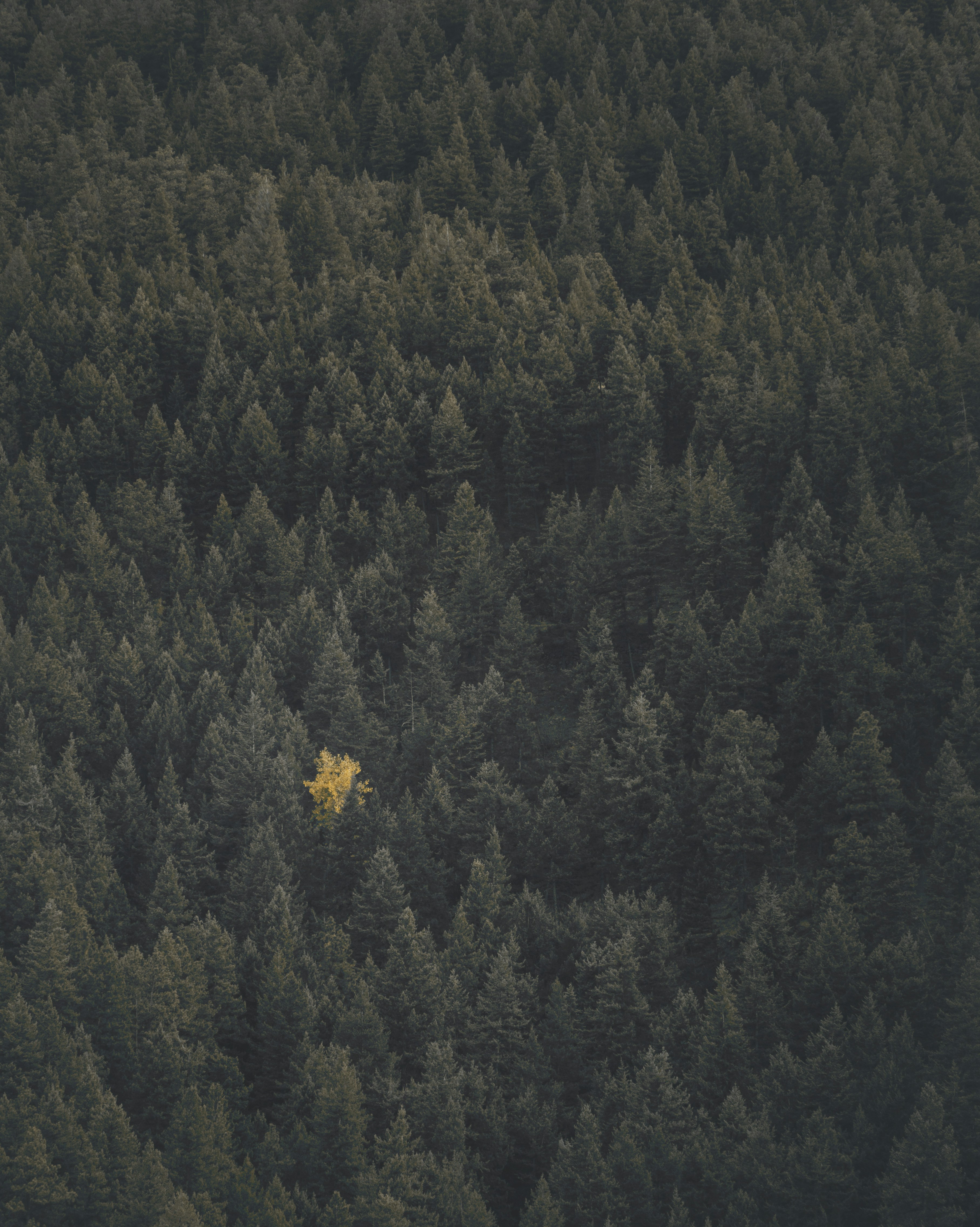 Lone Yellow Tree in Dense Forest