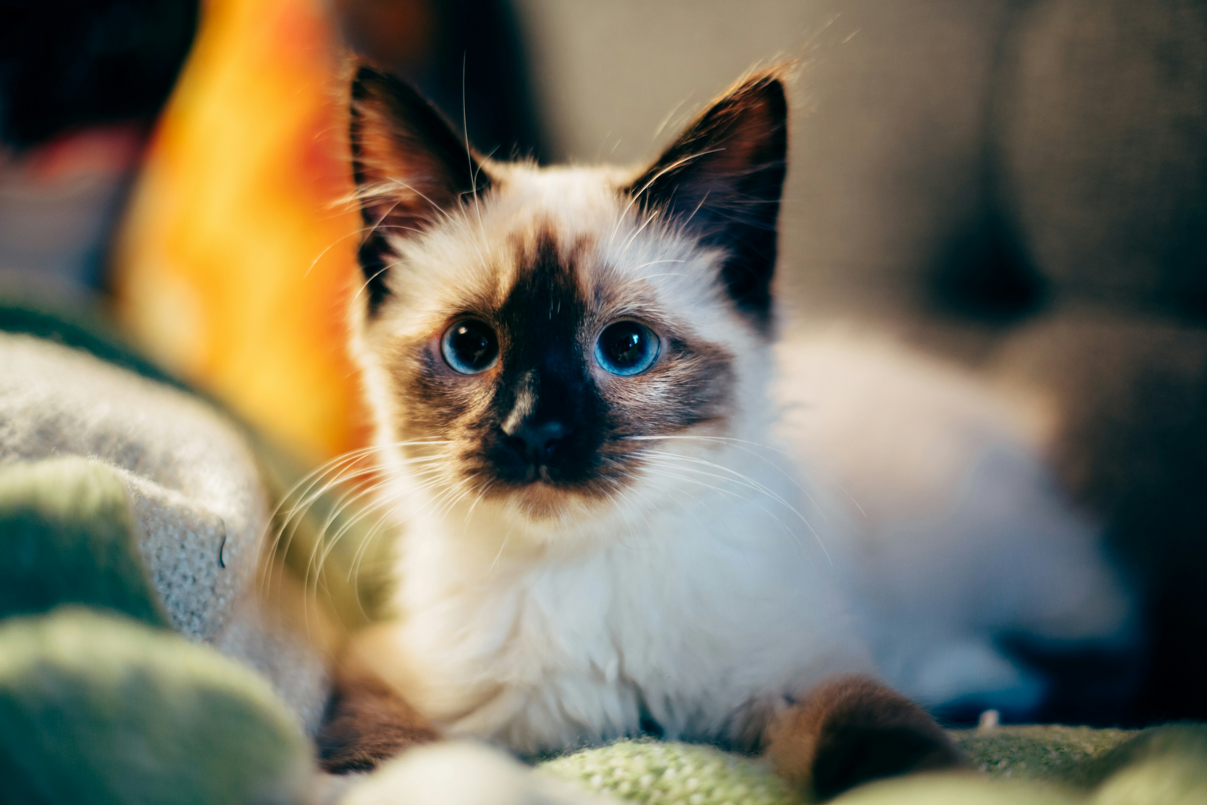 Blue-eyed Siamese Kitten