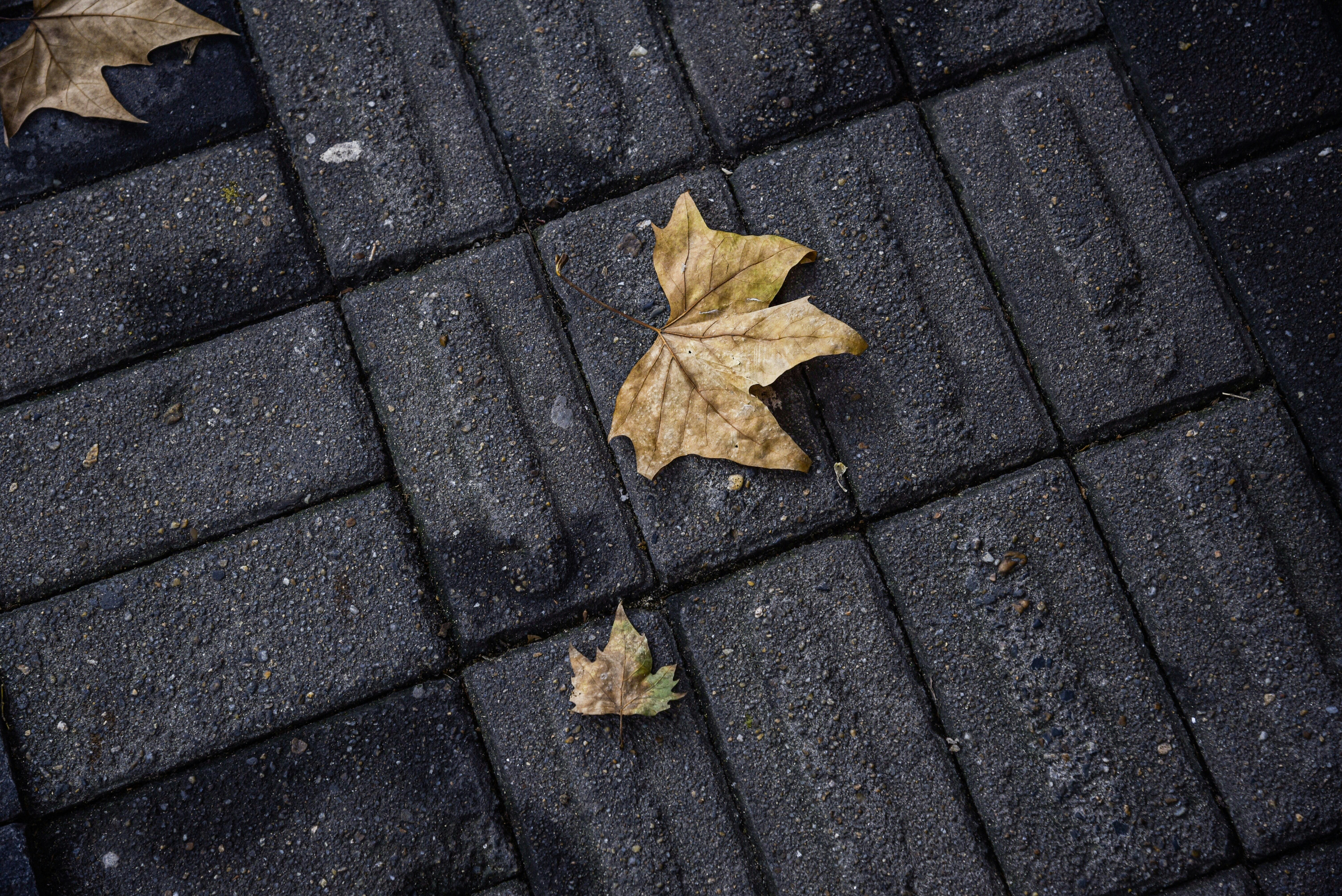 Fallen Leaves on Paved Bricks