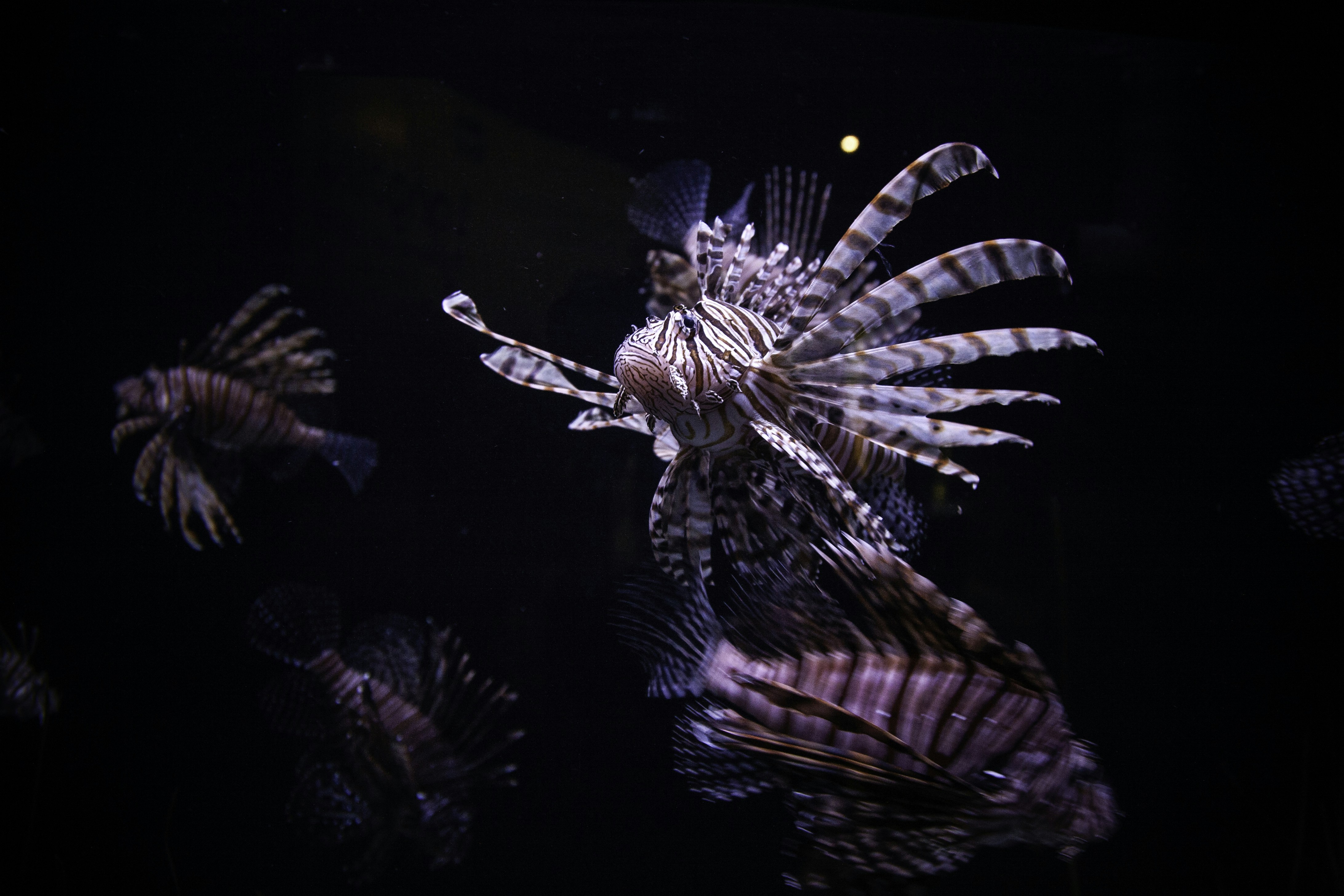 Lionfish Swimming in Dark Water