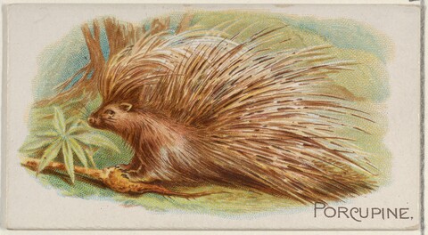 Vintage Porcupine Illustration