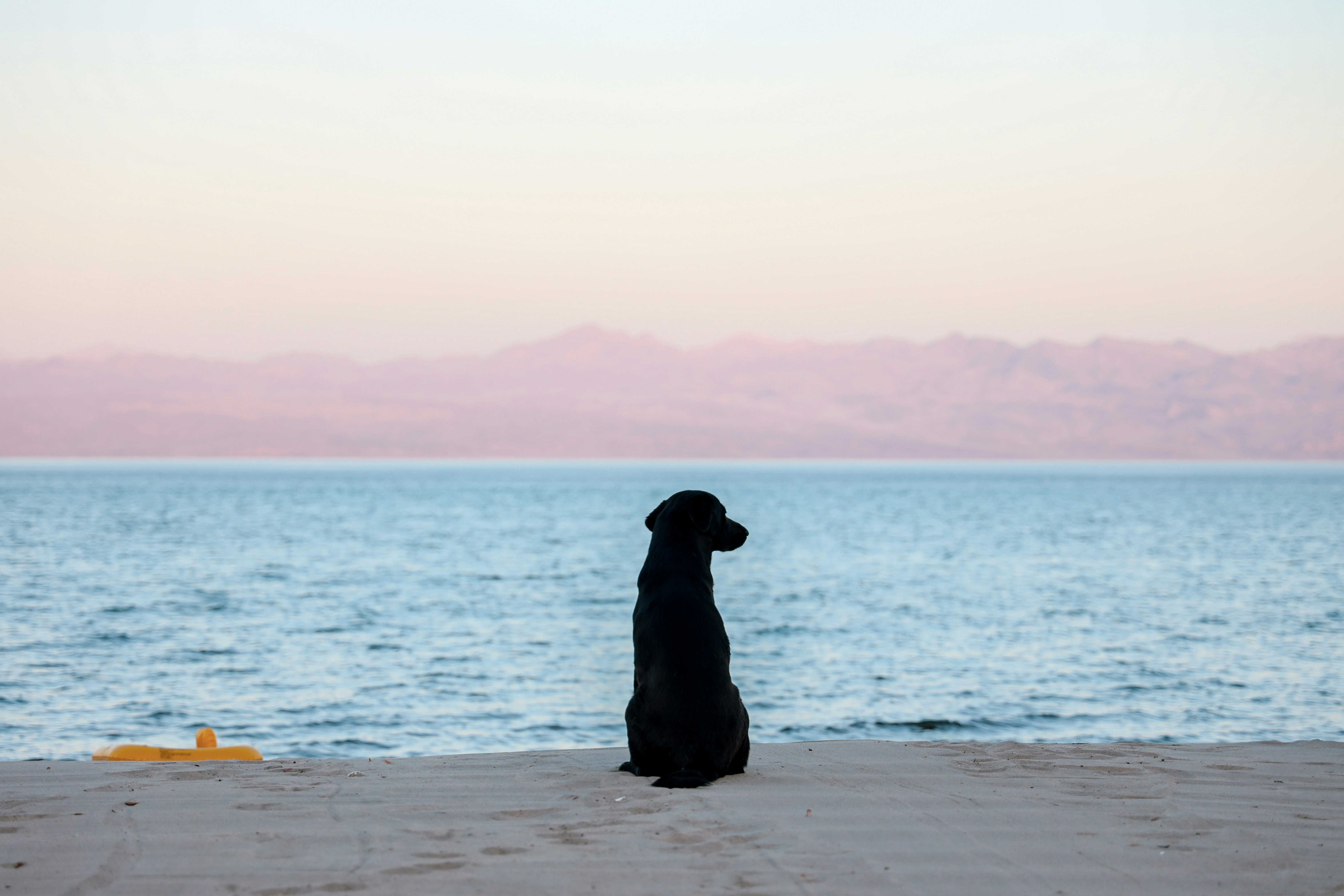 Black Dog Sitting on Seaside Beach