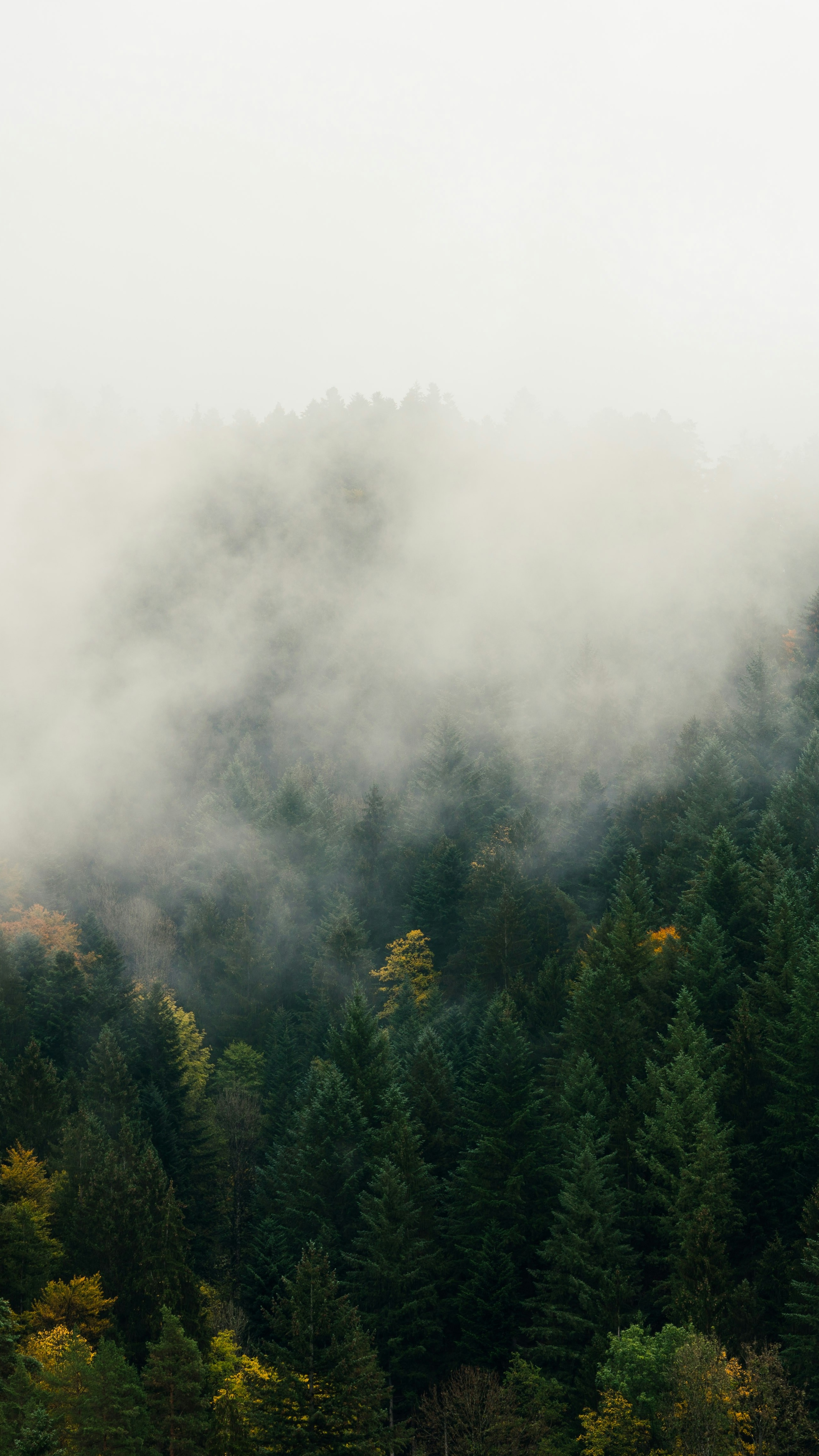 Foggy Forested Mountain Slope