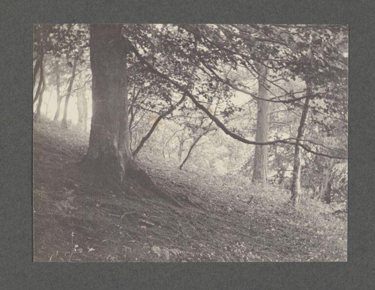 Vintage Hillside Woodland Scene
