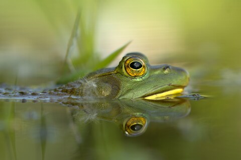 Green Frog Half-submerged In Water