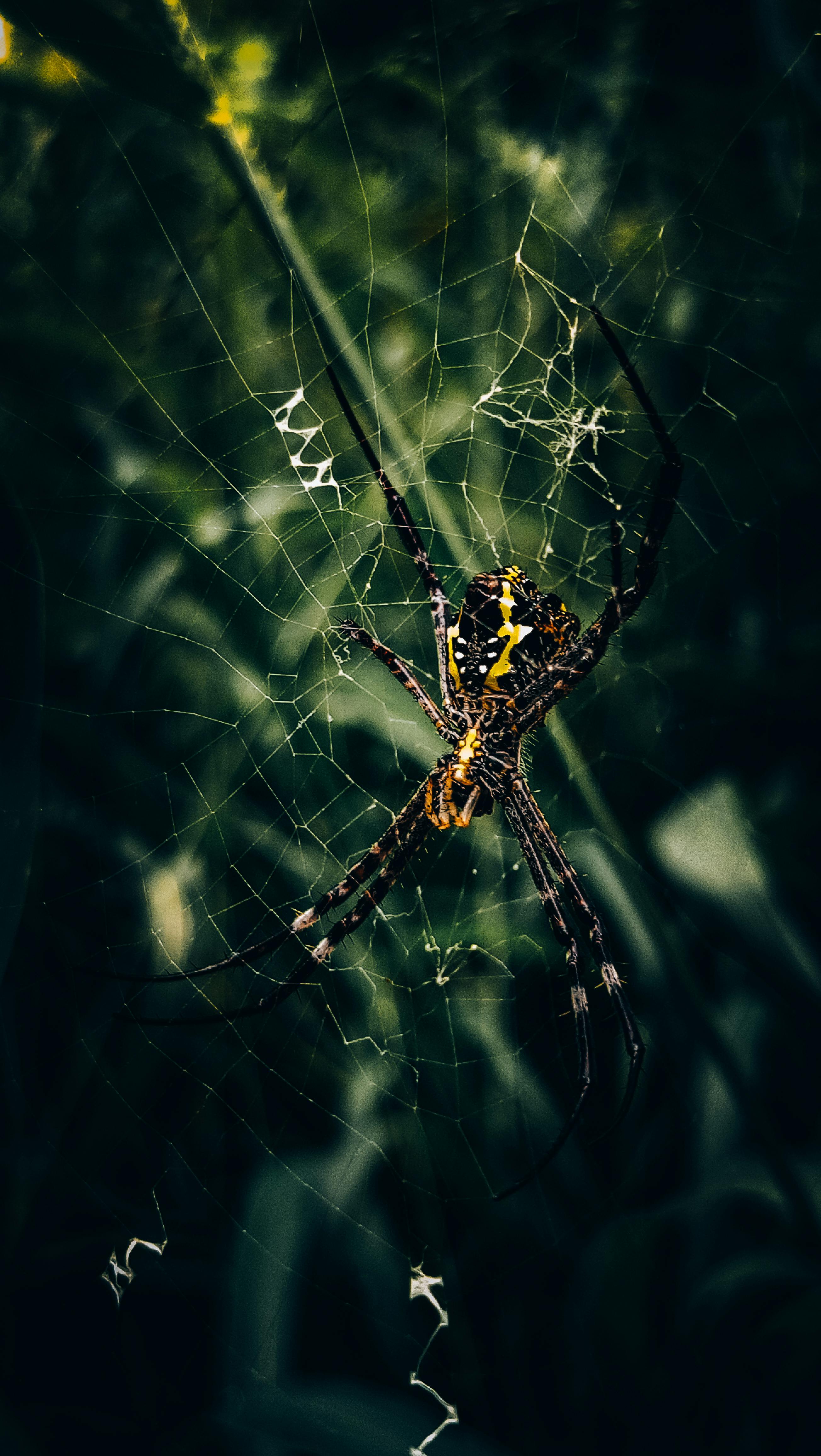 Yellow-marked Spider on Its Web