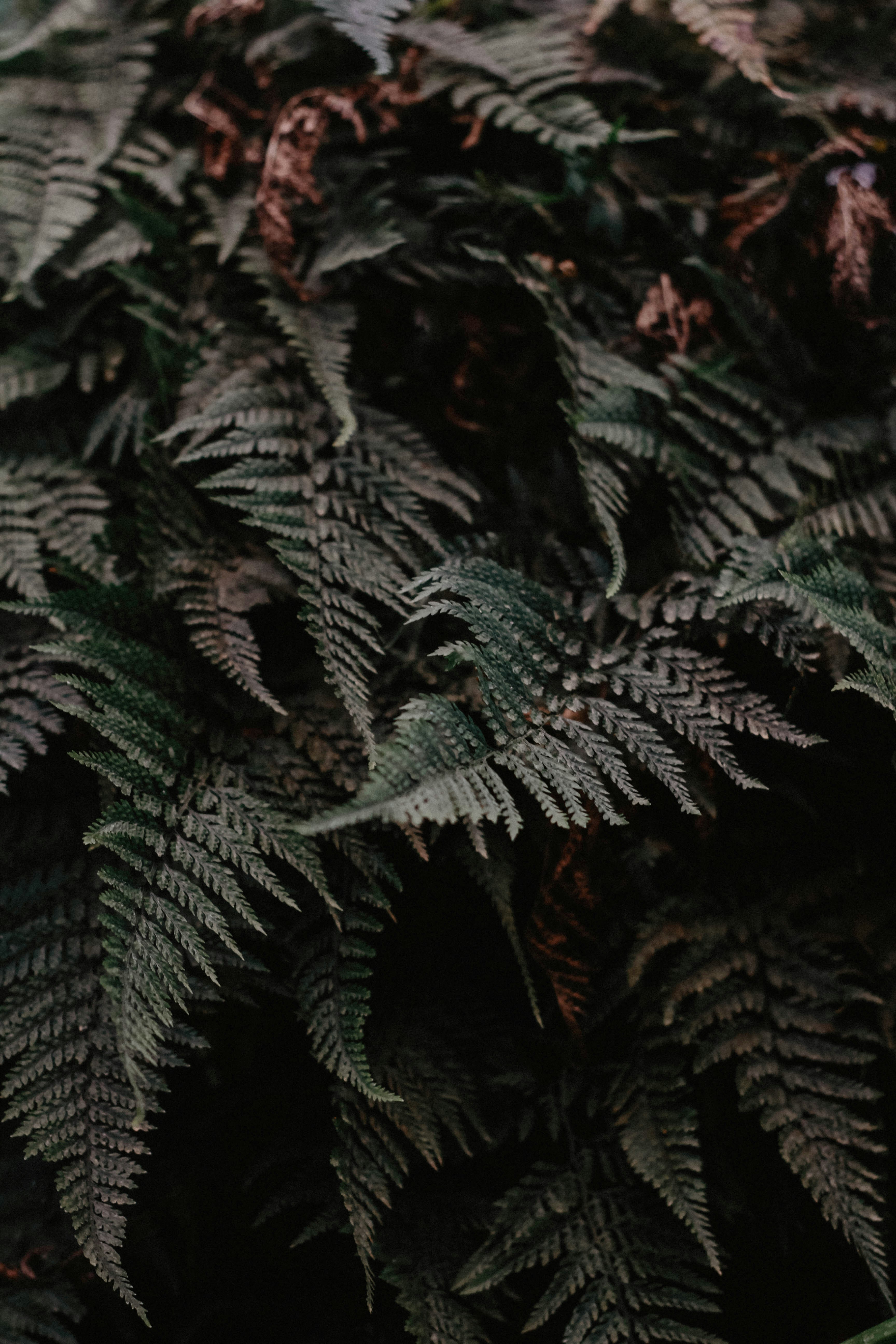 Dense Forest Fern Foliage