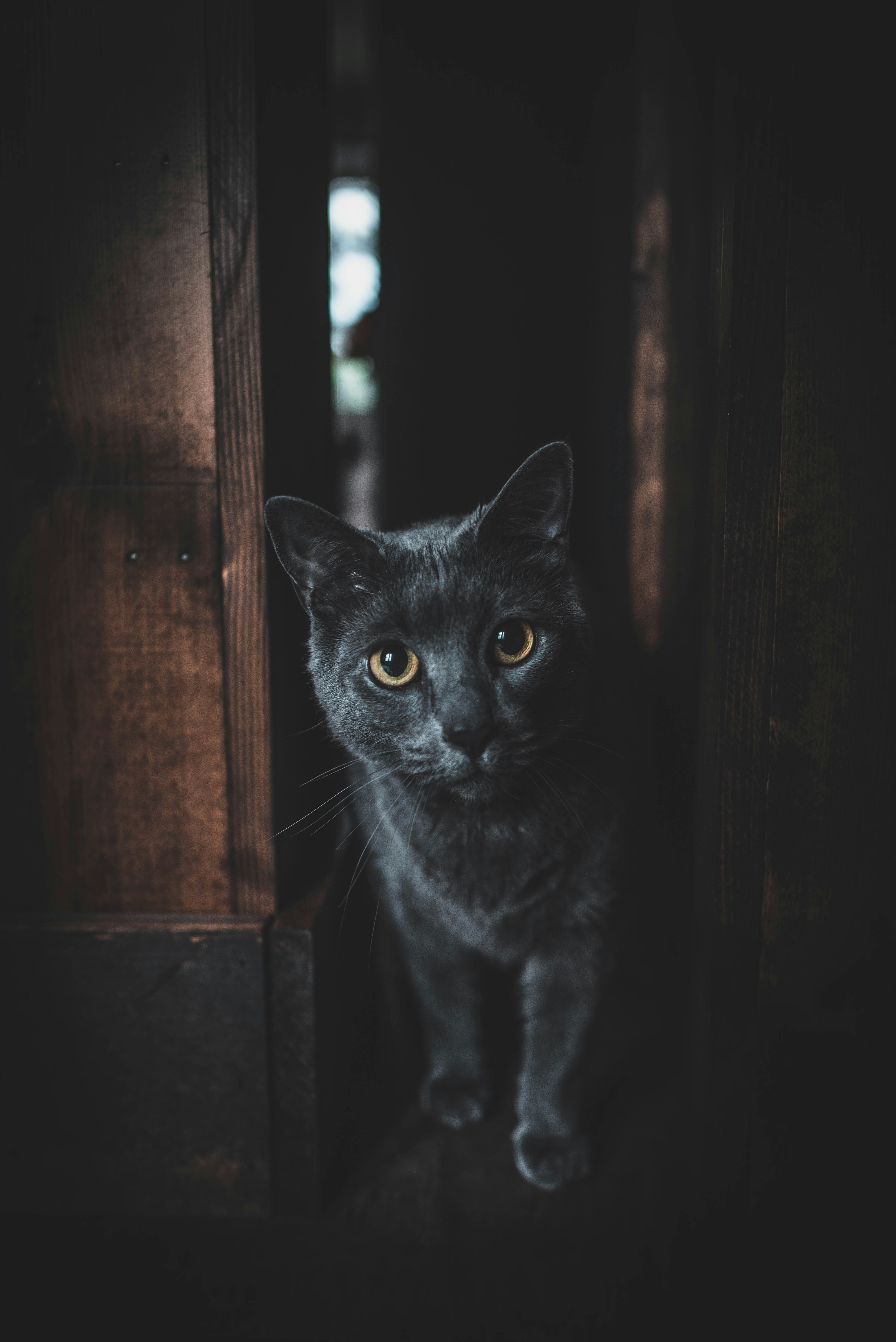 Gray Cat Peeking From Doorway