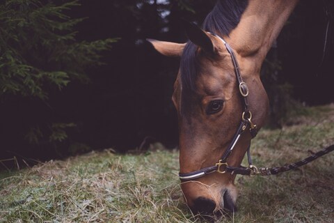 Brown Horse Grazing by Forest