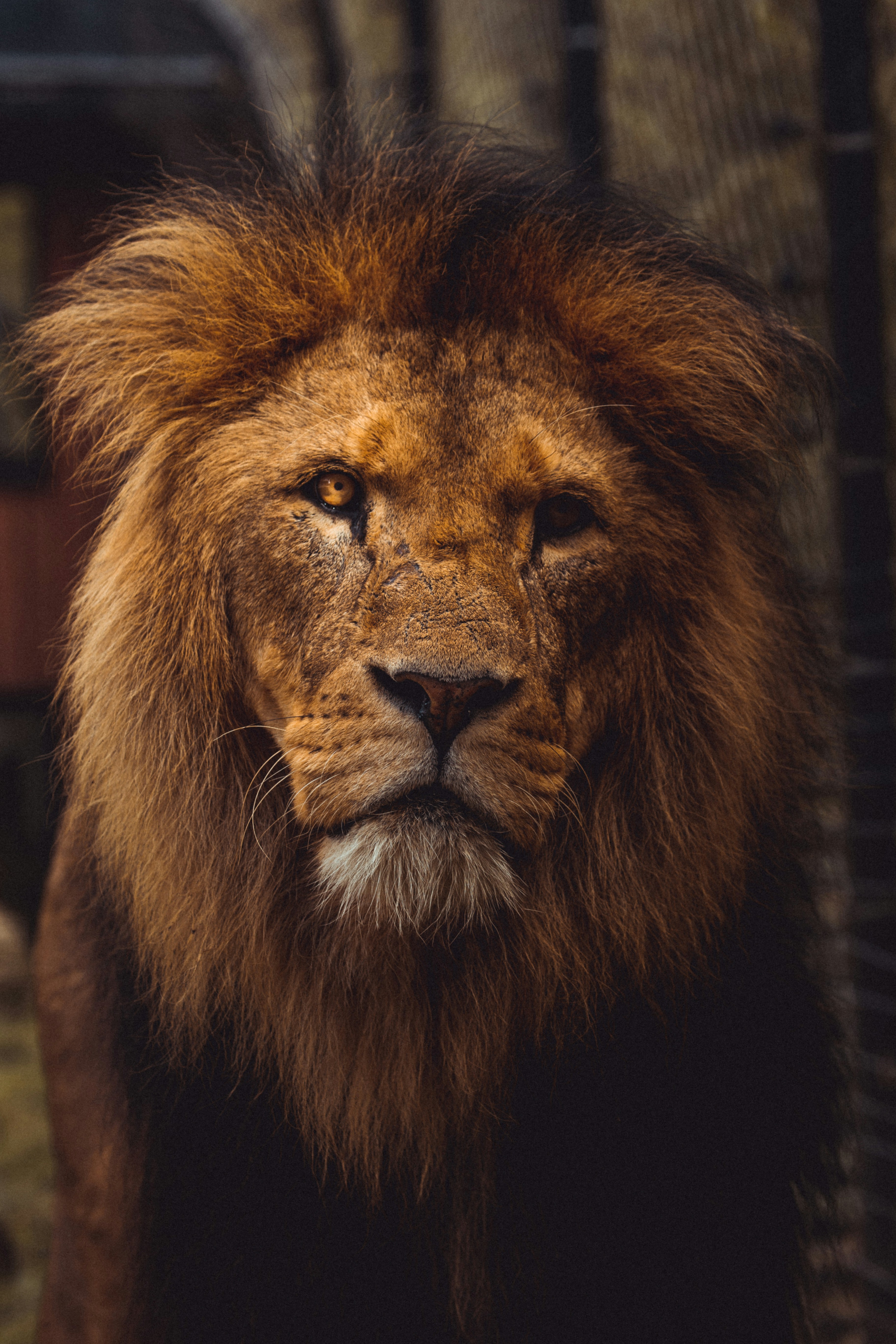 Close-up Portrait of Male Lion