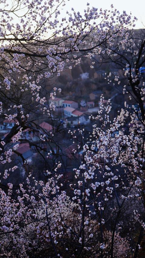 Spring Blossoms Overlooking Hillside Village