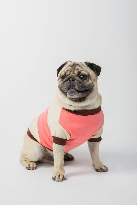 Pug Dog Wearing Casual Sweater