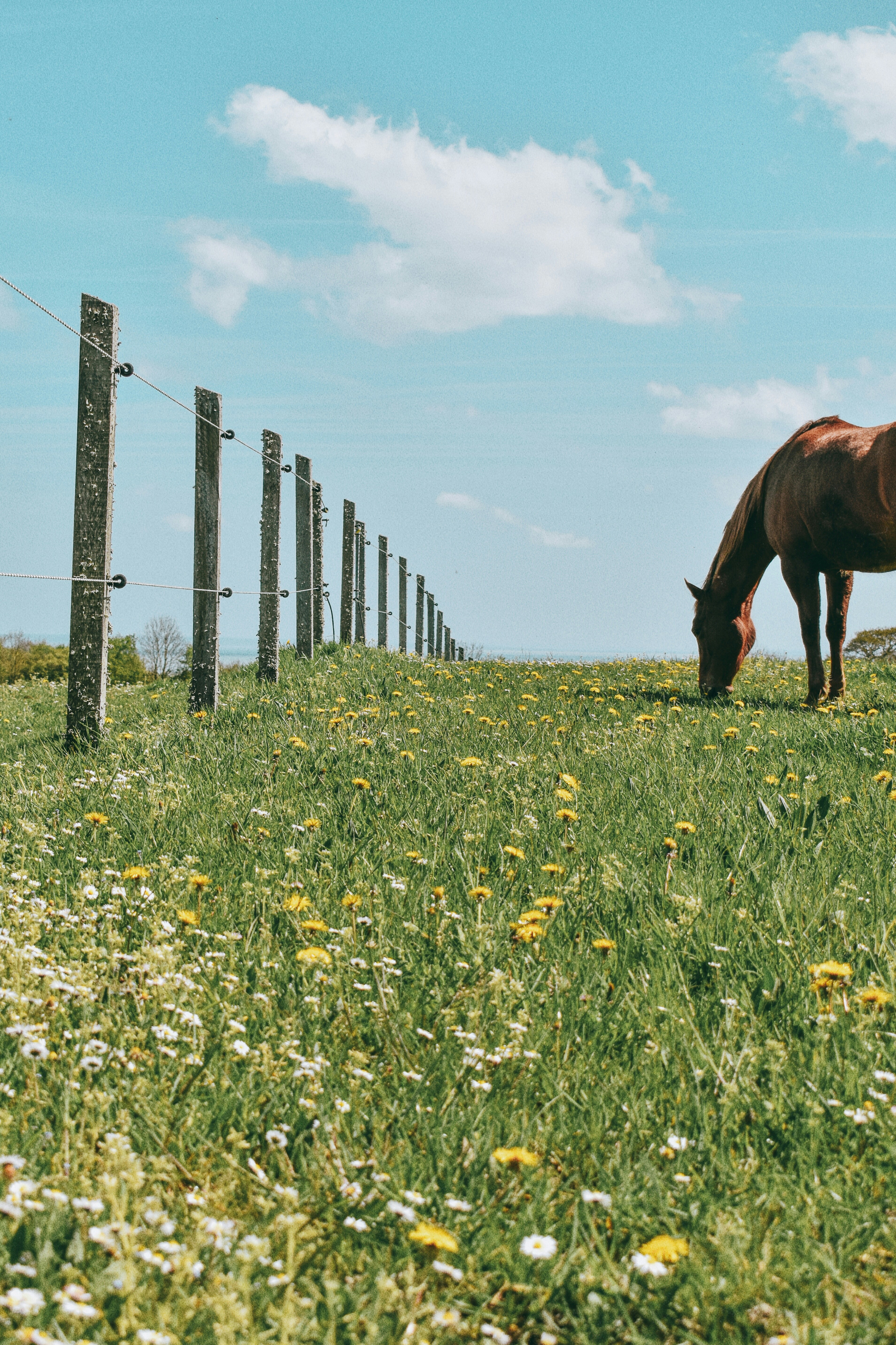 Grazing Horse in Spring Meadow
