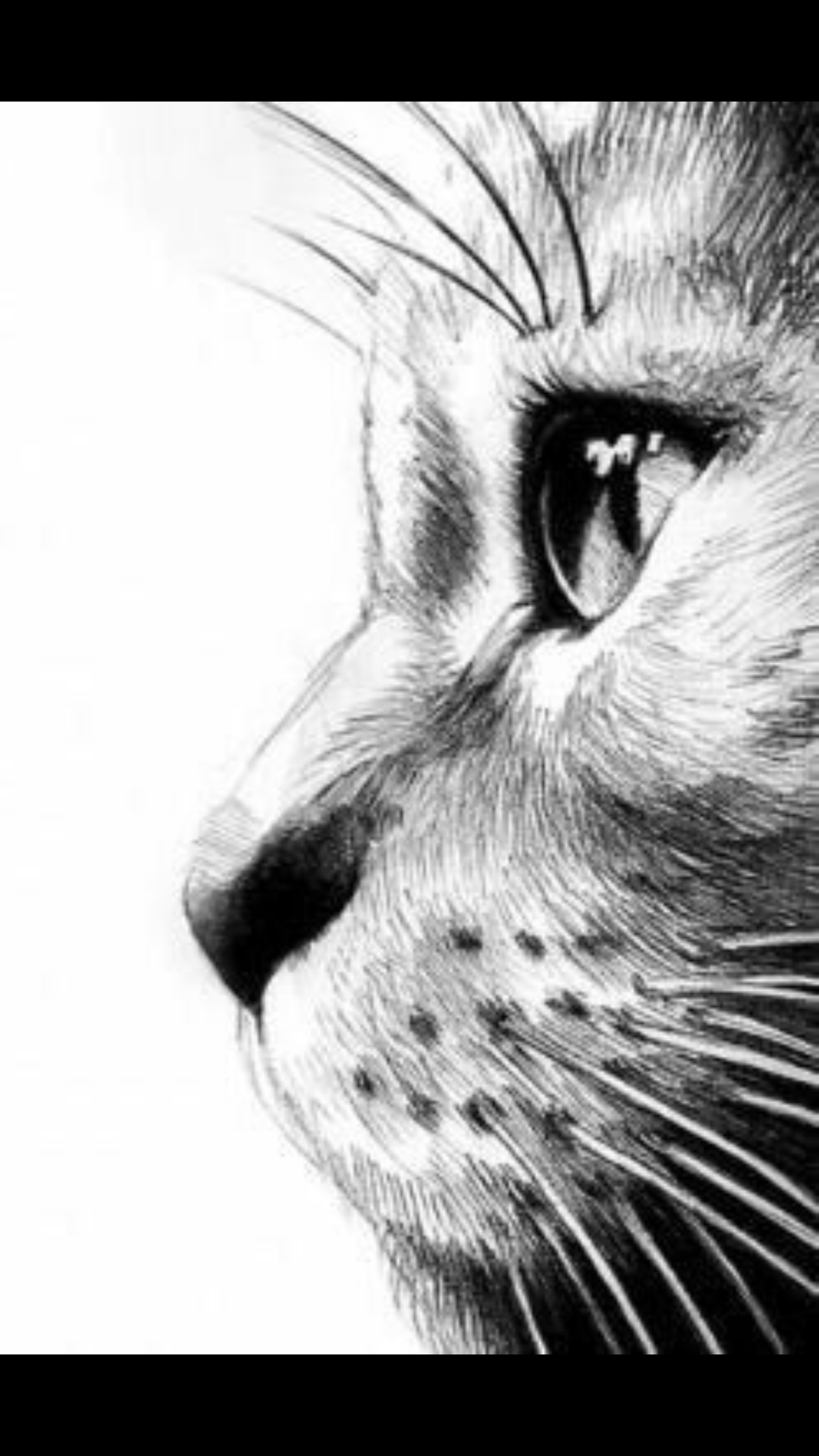 Close-up Pencil Sketch of Cat Profile