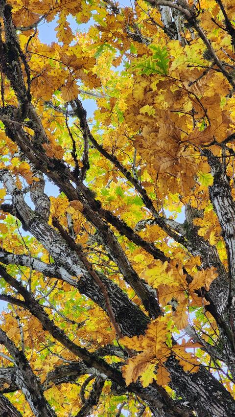 Autumn Oak Canopy From Below
