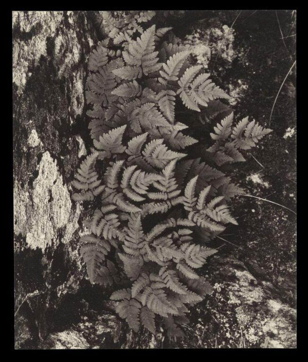 Black and White Ferns on Rock