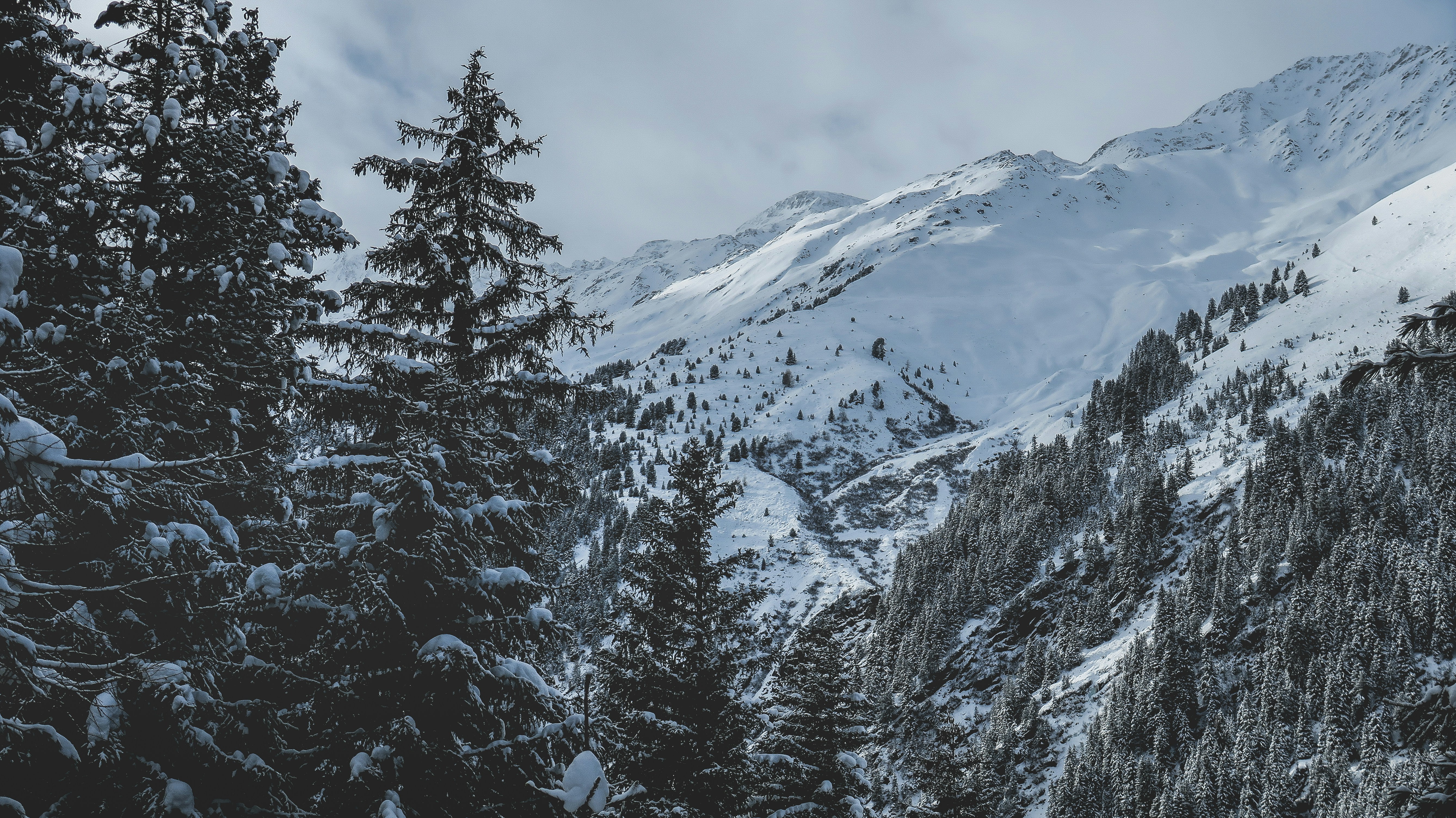 Snow-covered Mountain Forest Valley