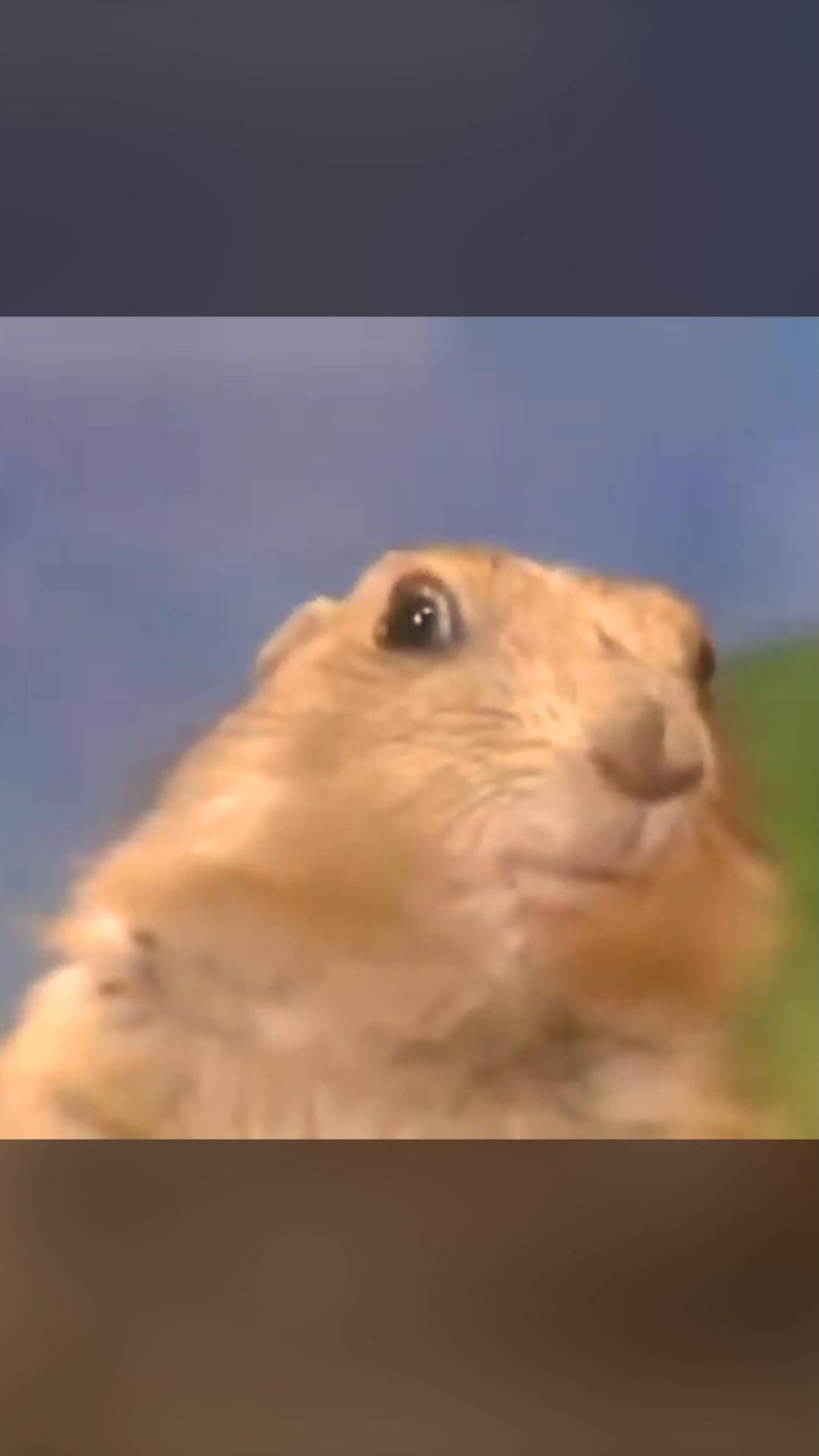 Startled Light Brown Prairie Dog
