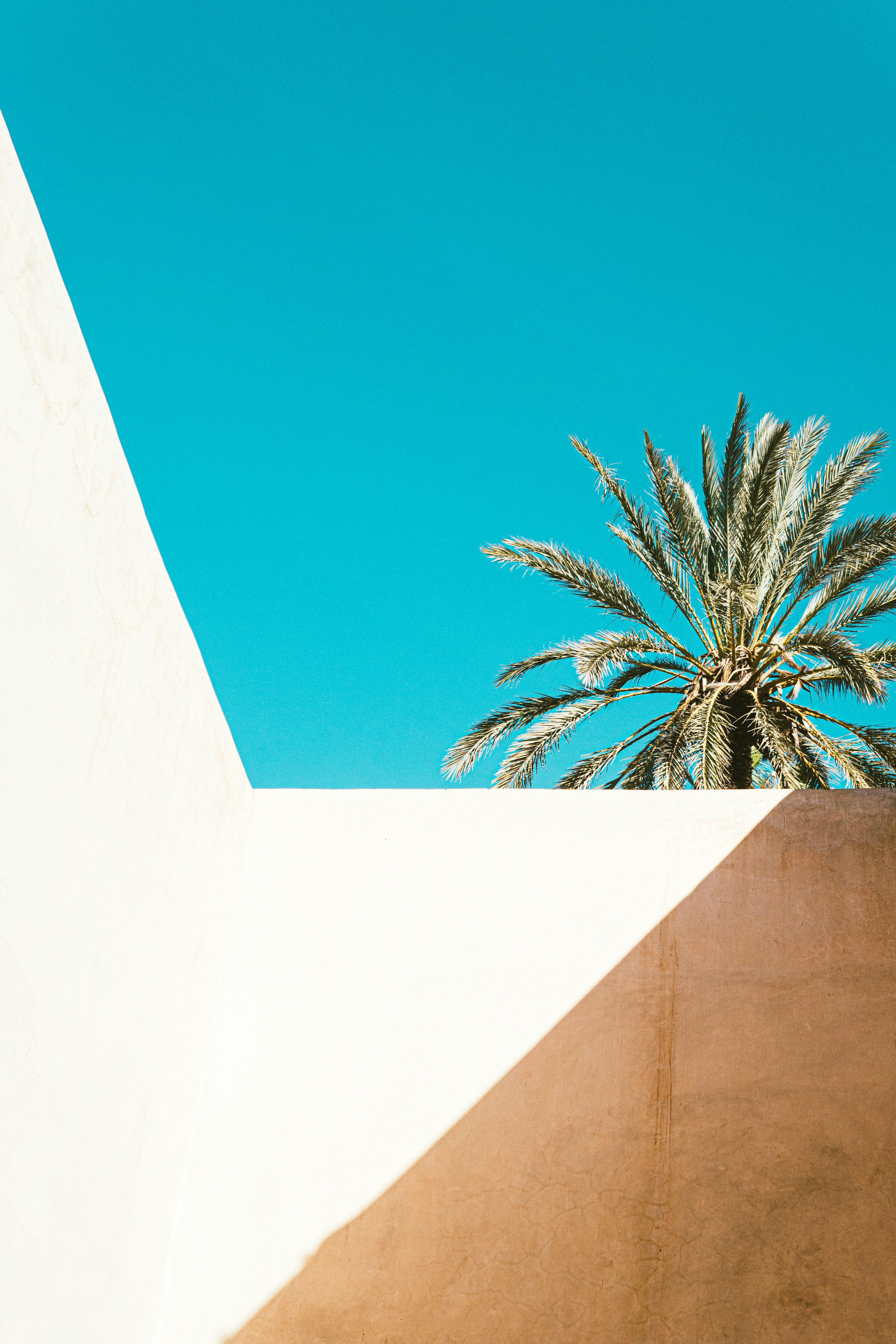 Palm Tree Above White Wall Under Blue Sky