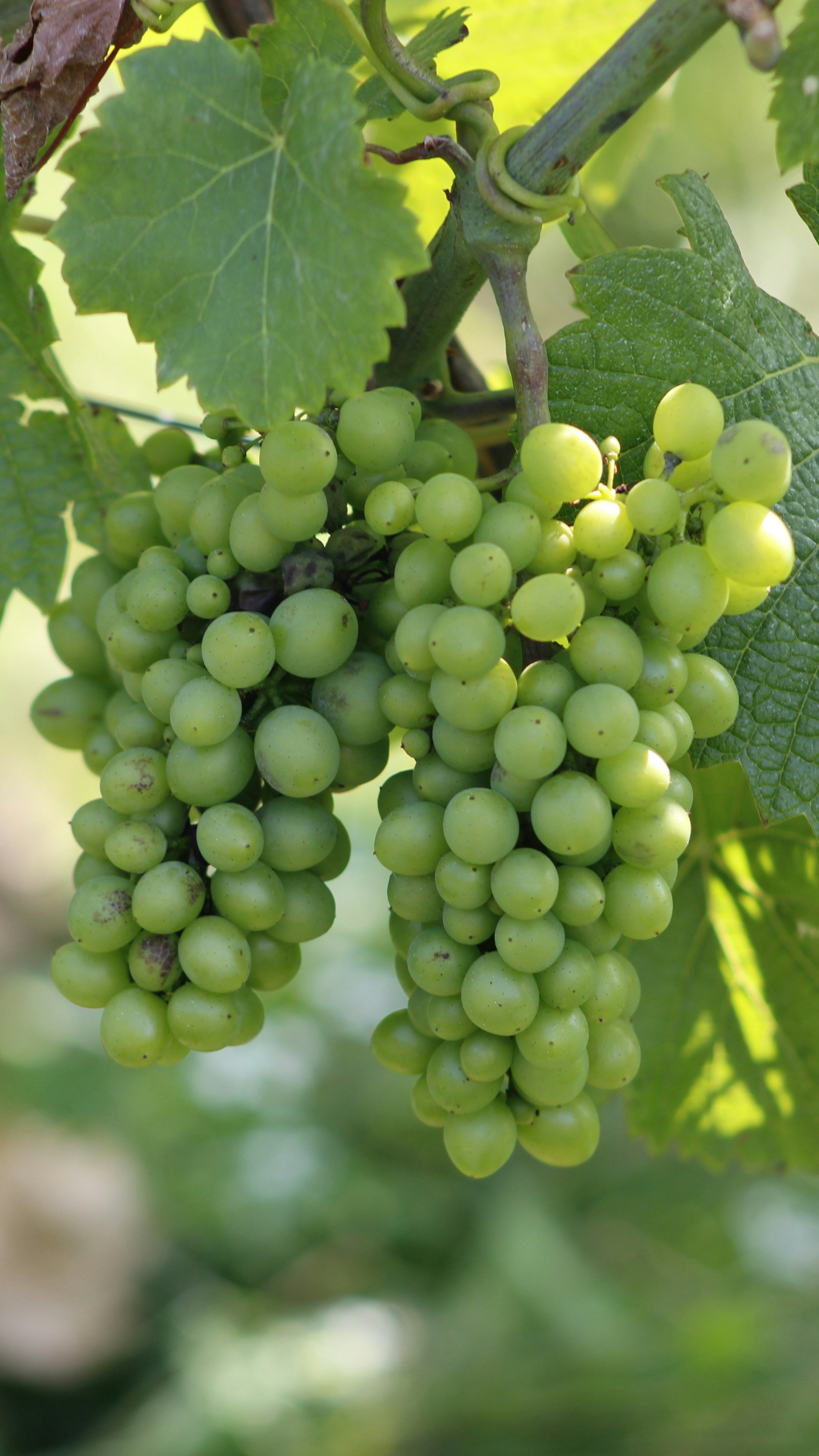 Green Unripe Grapes on Vine