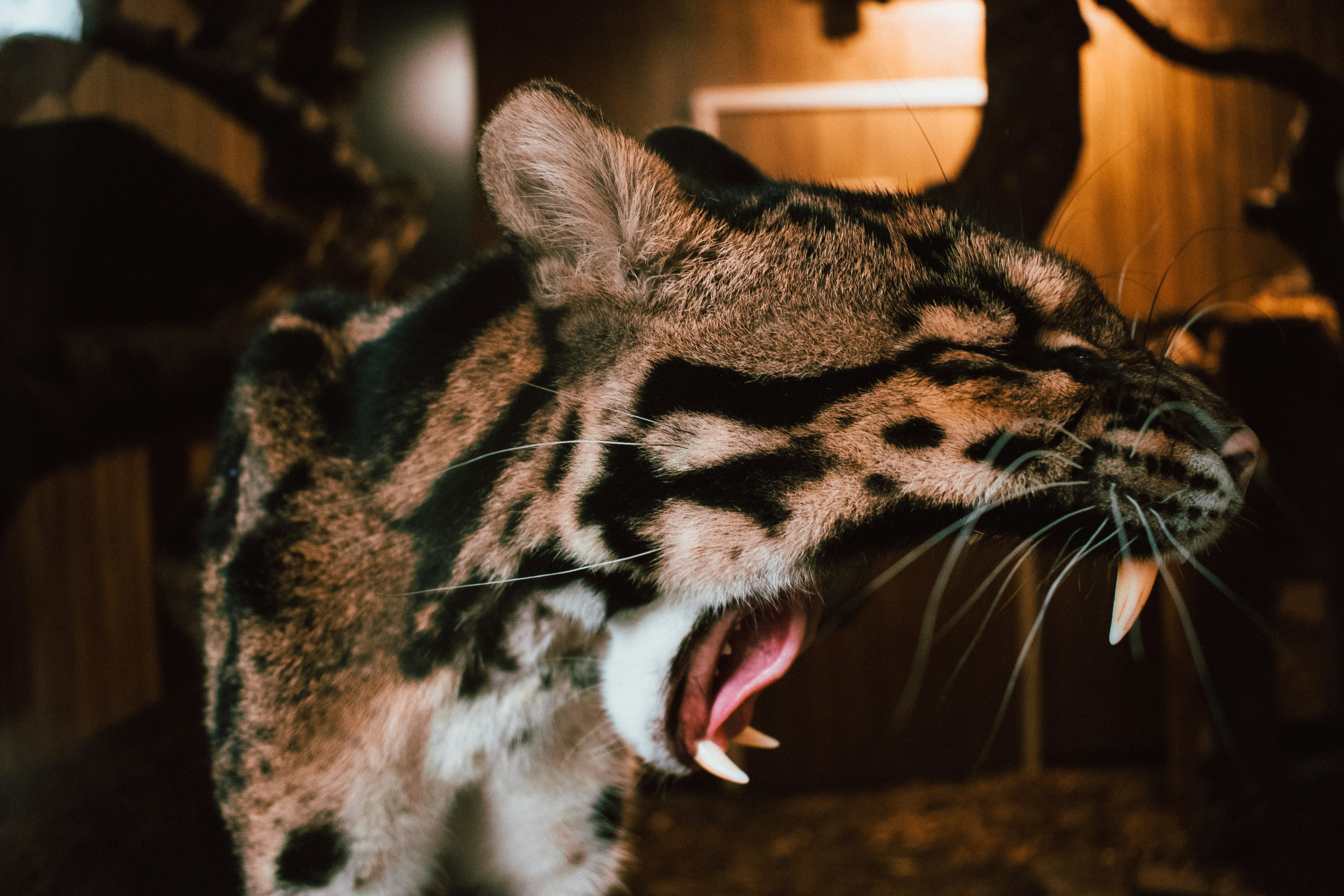 Yawning Clouded Leopard