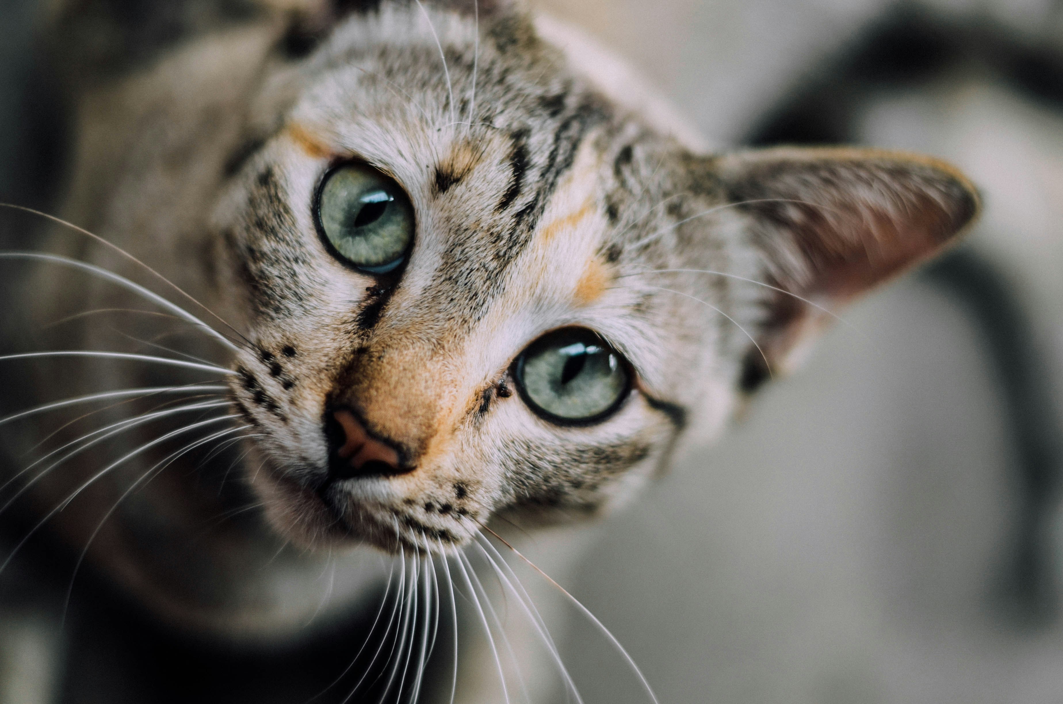 Close-up of Green-eyed Tabby Cat