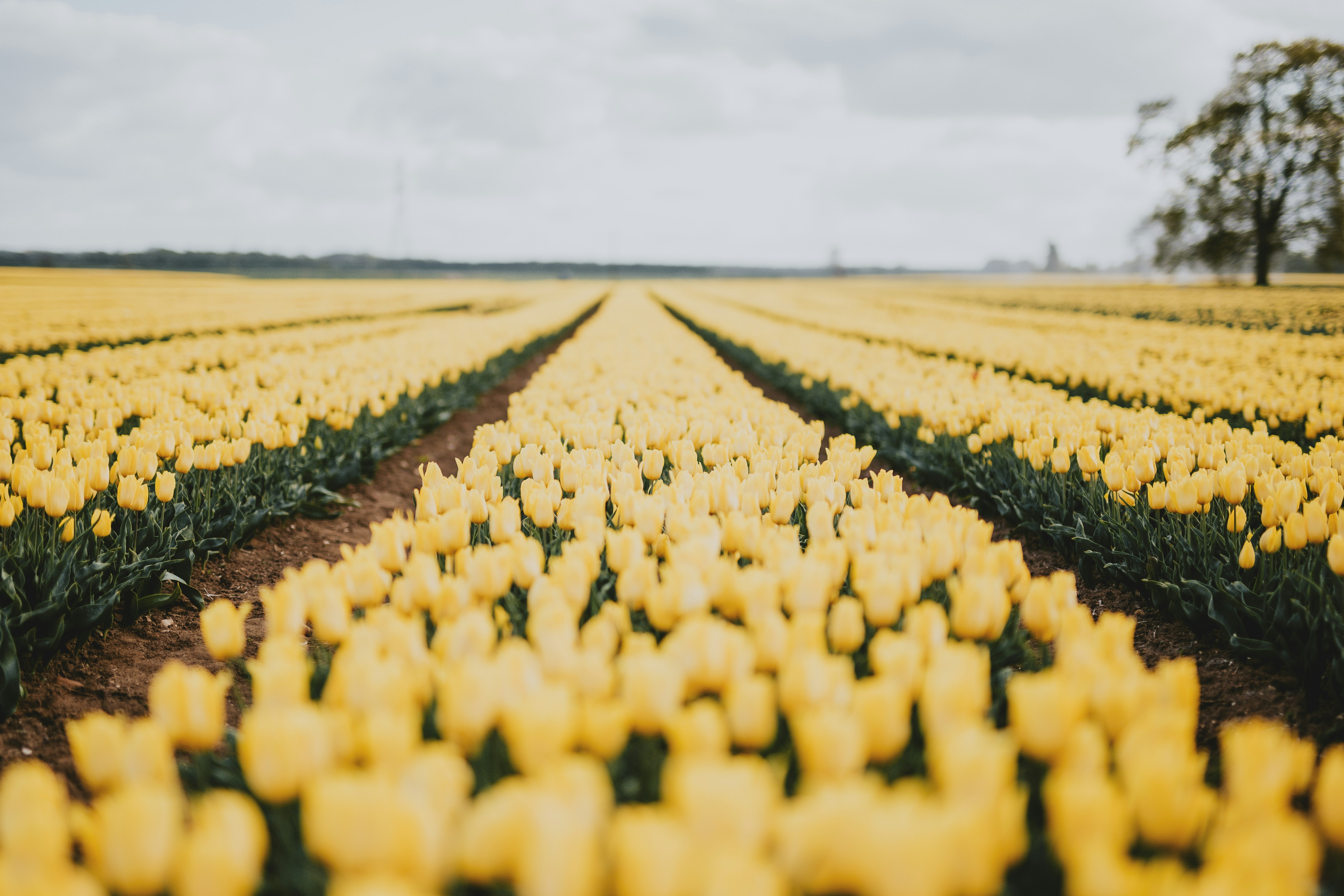 Yellow Tulip Field in Neat Rows