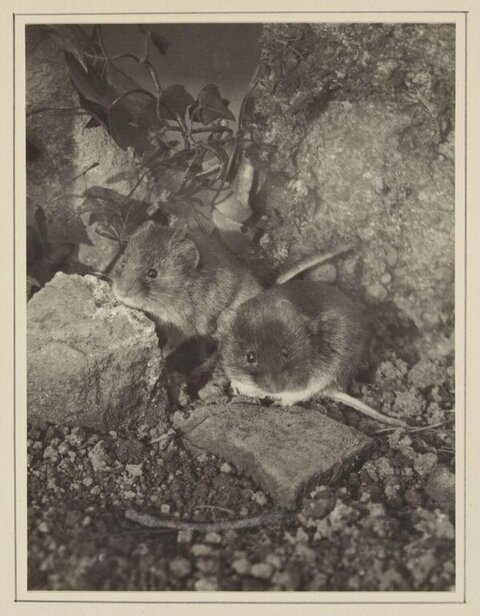 Two Wild Mice Among Rocks
