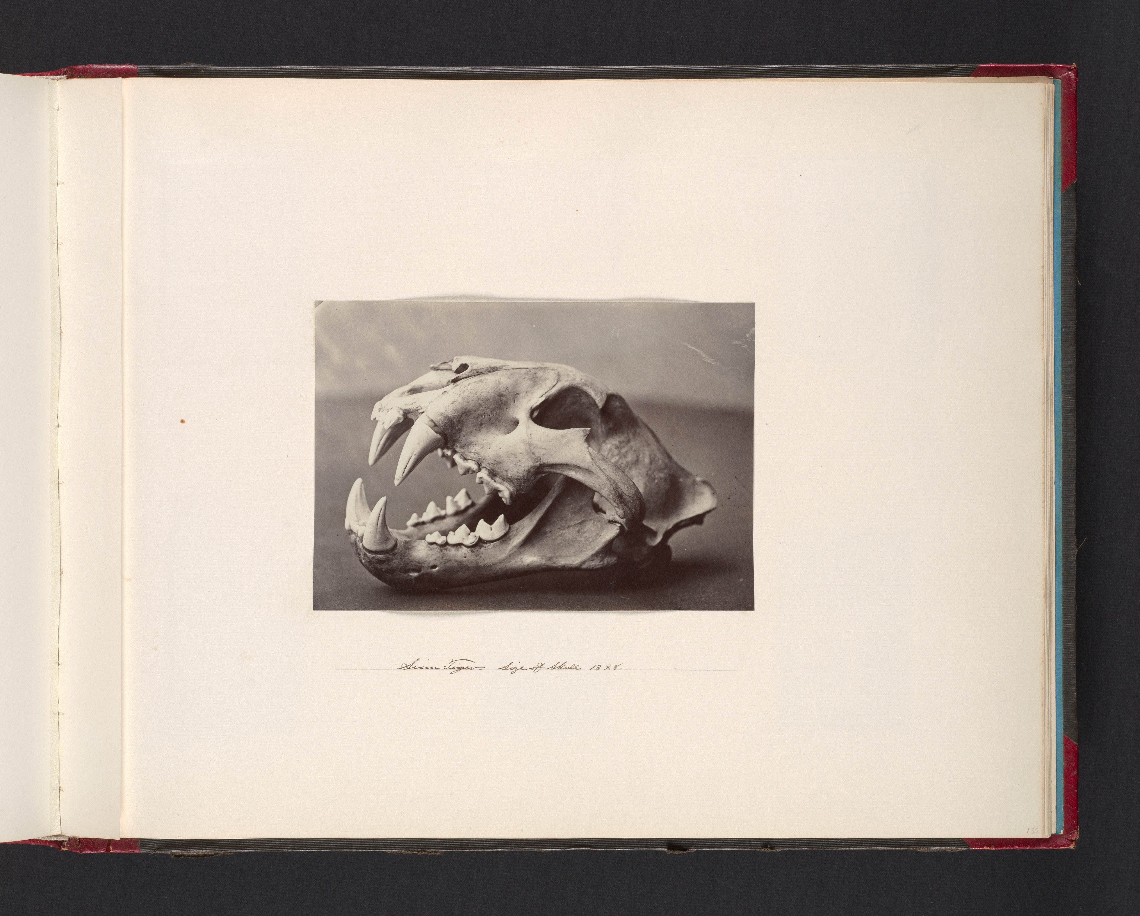 Indian Tiger Skull Specimen