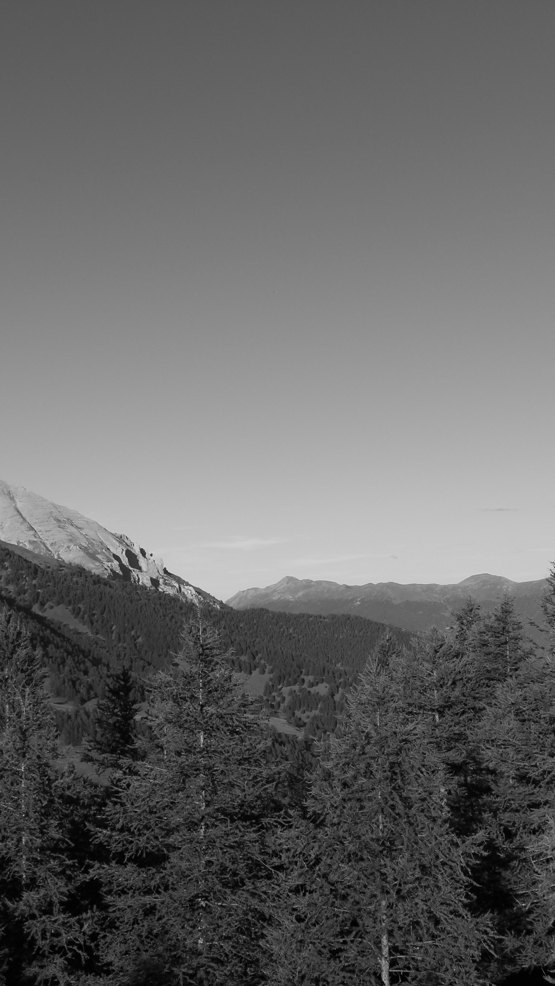 Black and White Mountain Forest Landscape