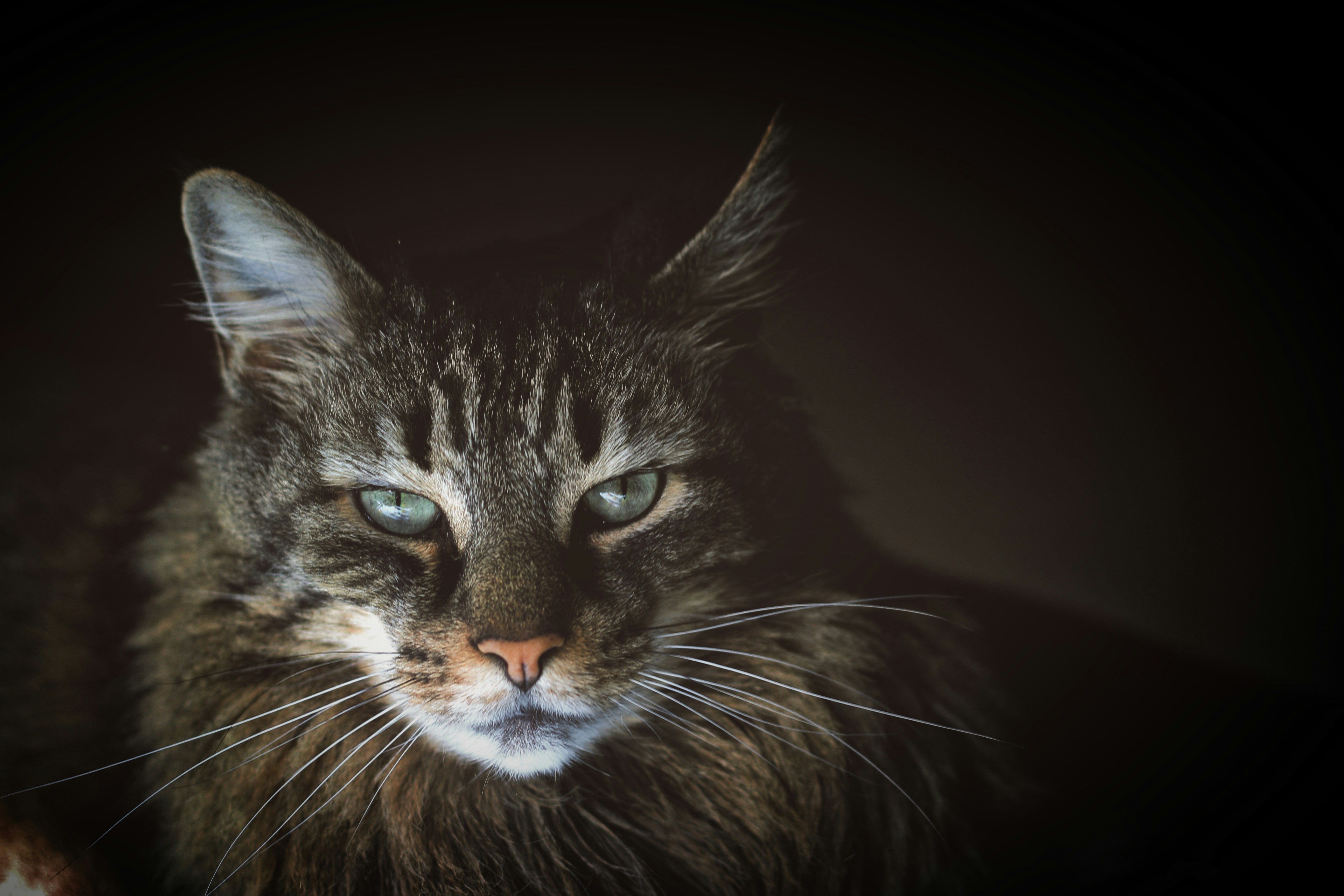 Close-Up of Tabby Cat — Avatars
