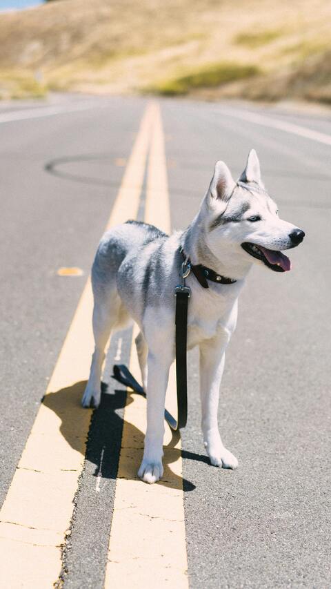Siberian Husky Standing On Road