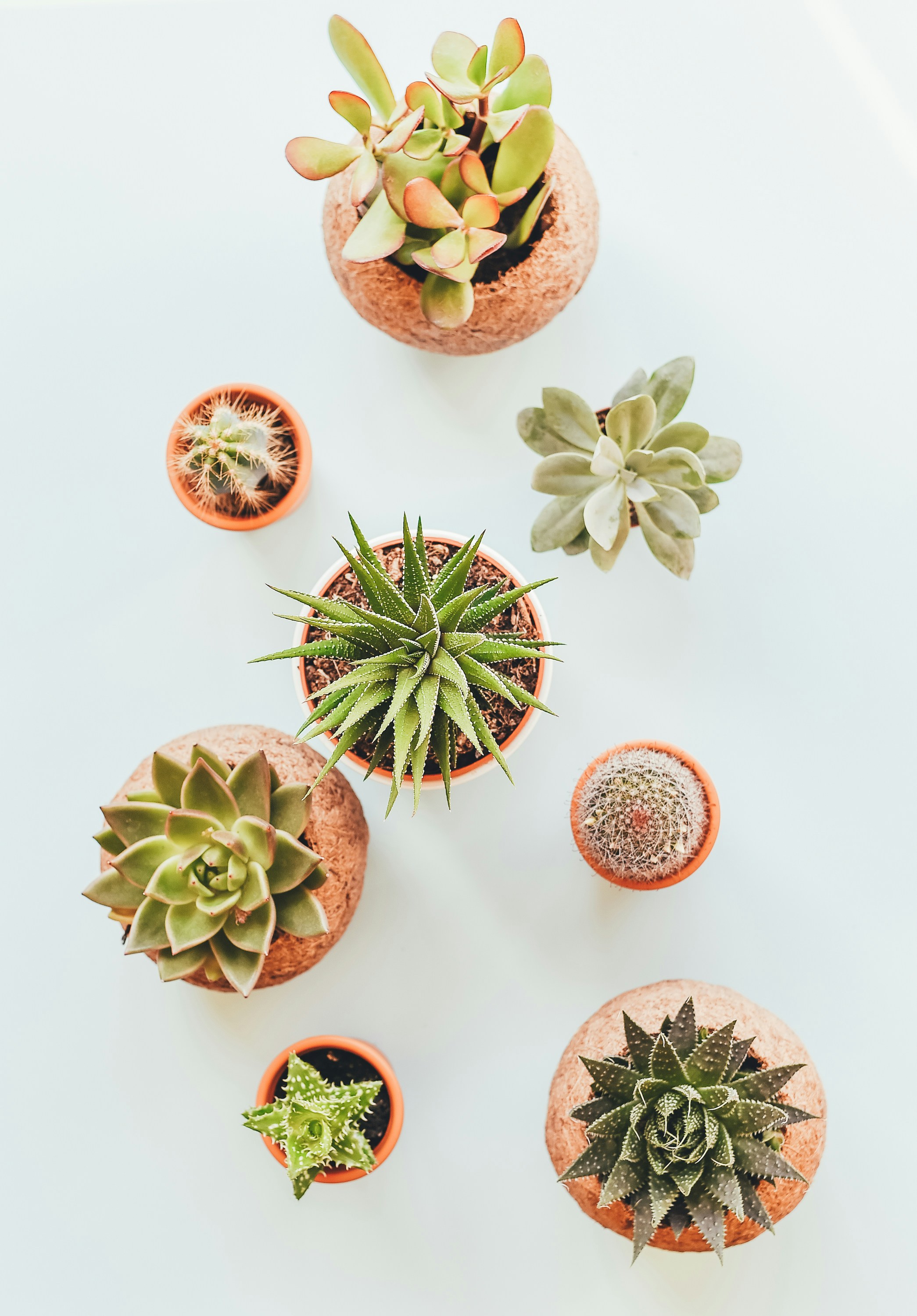 Top View of Potted Succulents