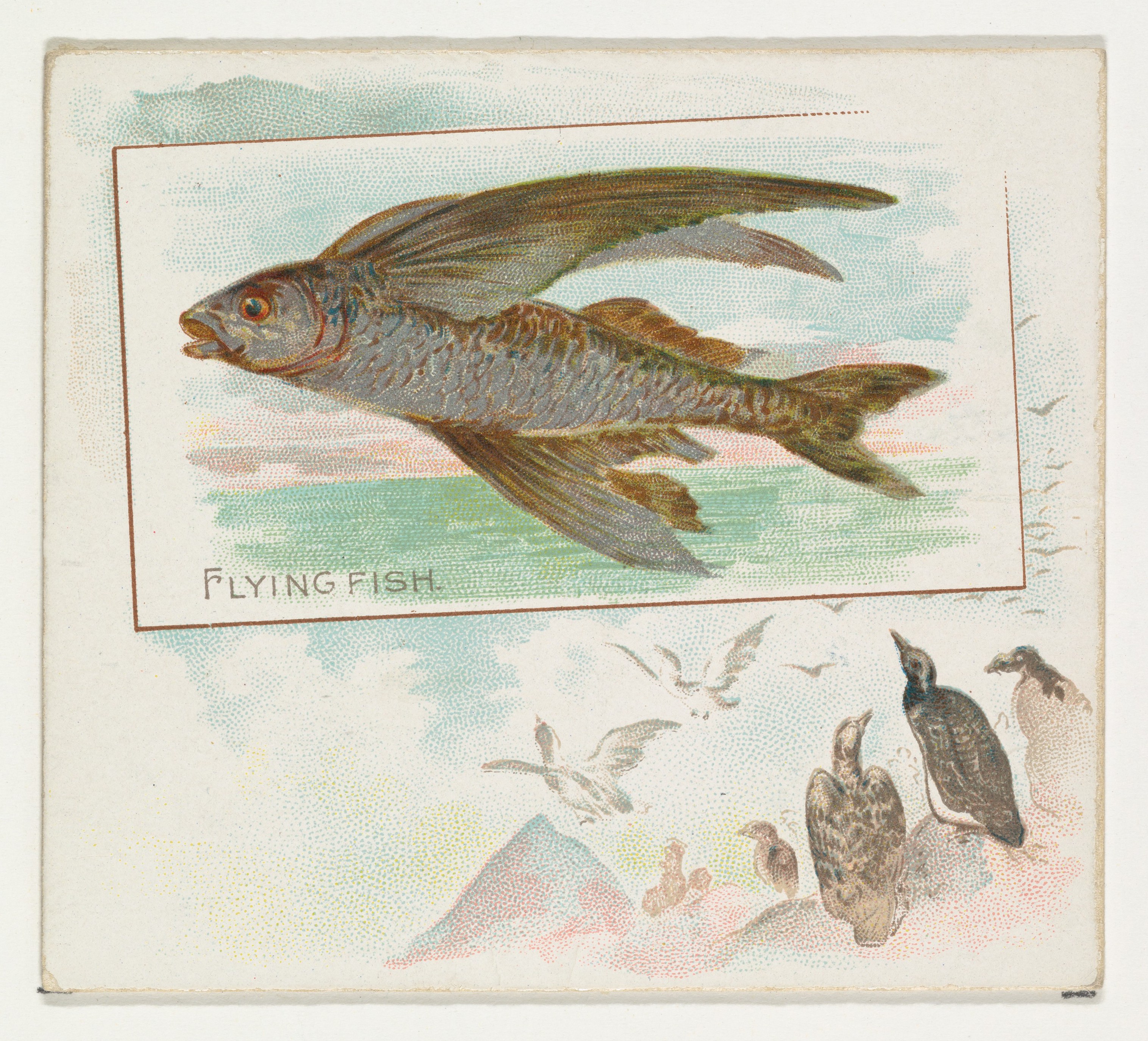 Vintage Flying Fish Illustration