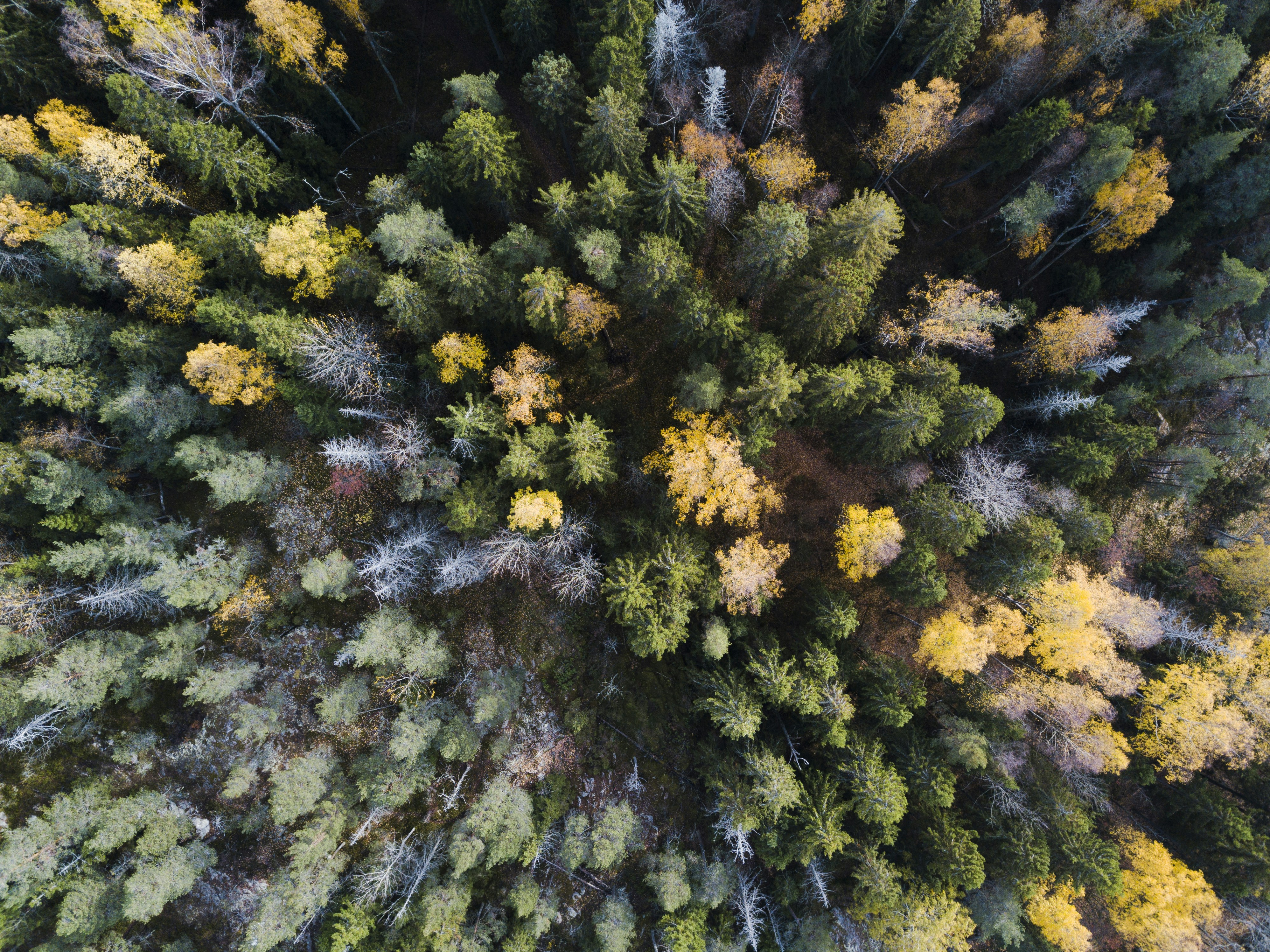 Aerial View of Autumn Forest
