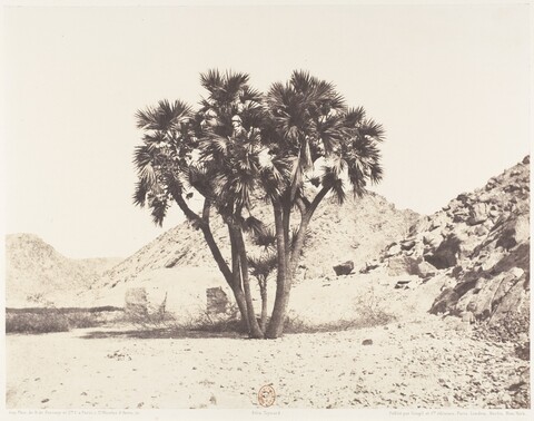 Doum Palm Cluster in Arid Desert Valley