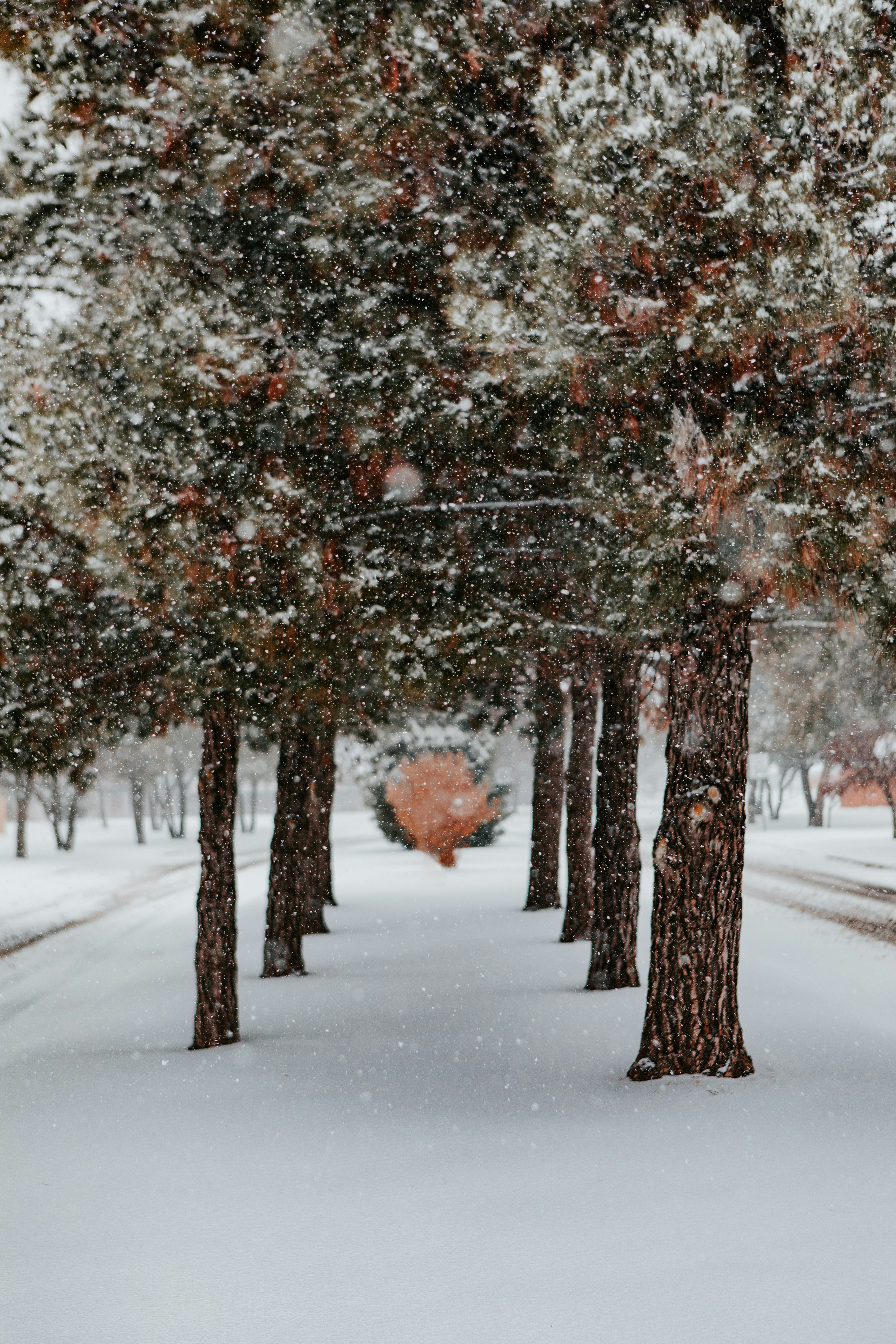 Snowy Pine Tree Avenue