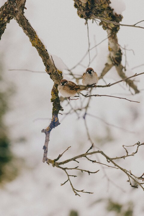 Two Sparrows Perched on Winter Branches
