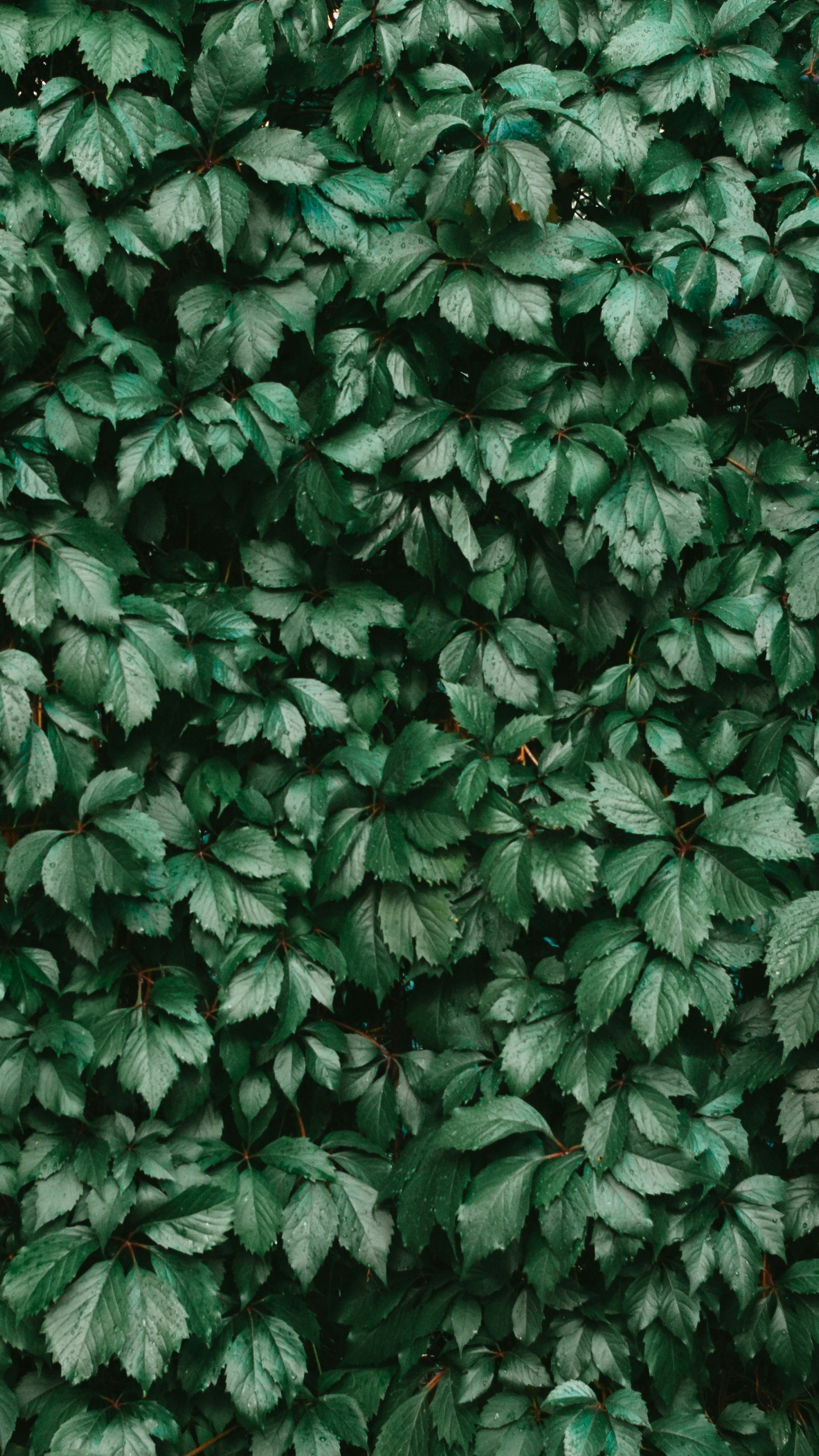 Wallpapers