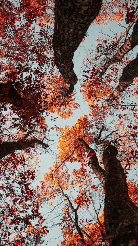Low Angle View of Autumn Trees