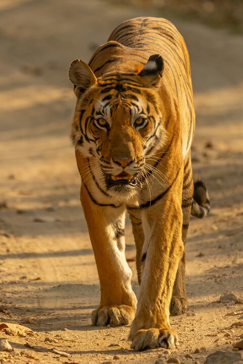 Wild Tiger Walking on Dirt Path